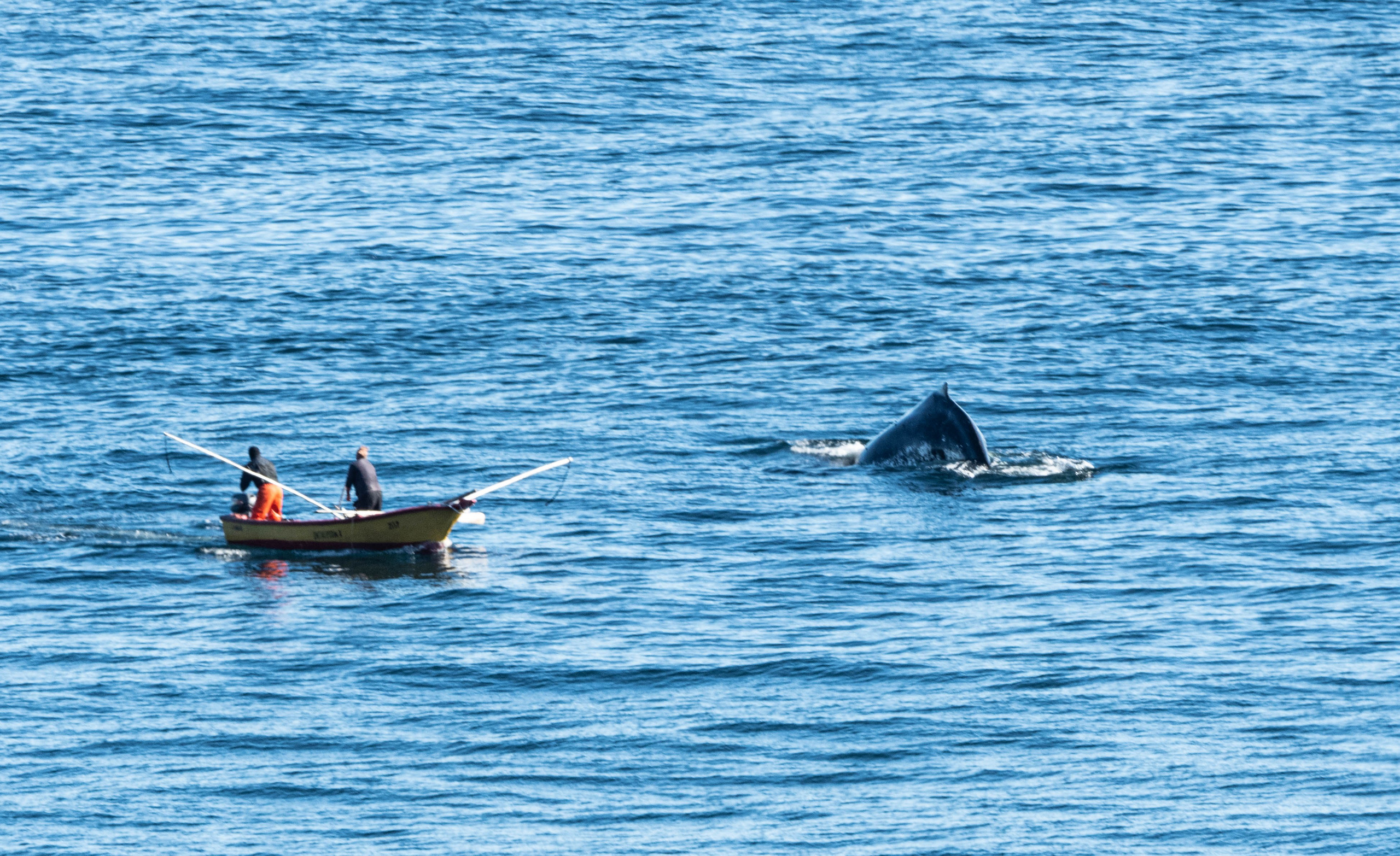 Ballena Jorobada. Avesdevaldivia