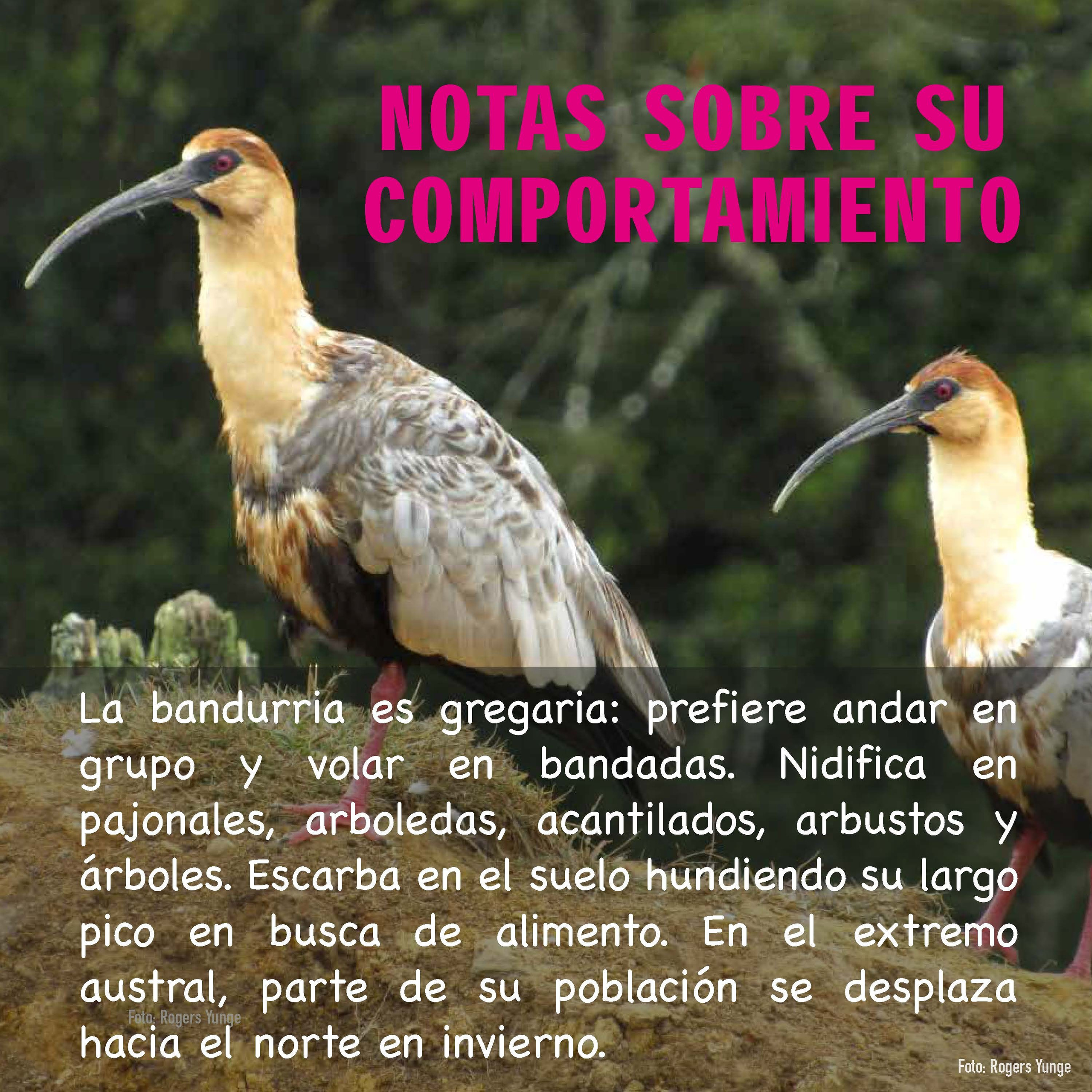 Bandurria. Avesdevaldivia