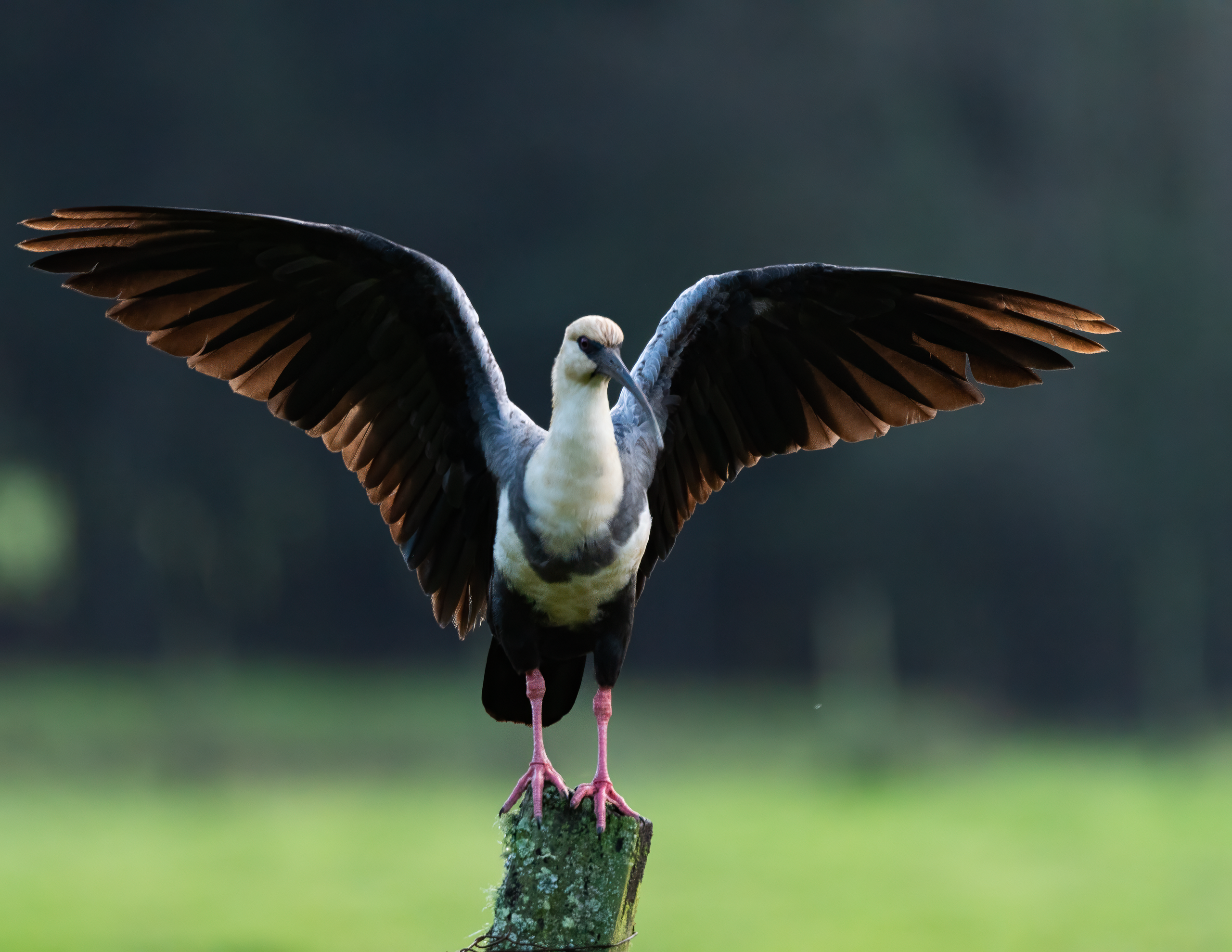 Aves Urbanas. Avesdevaldivia