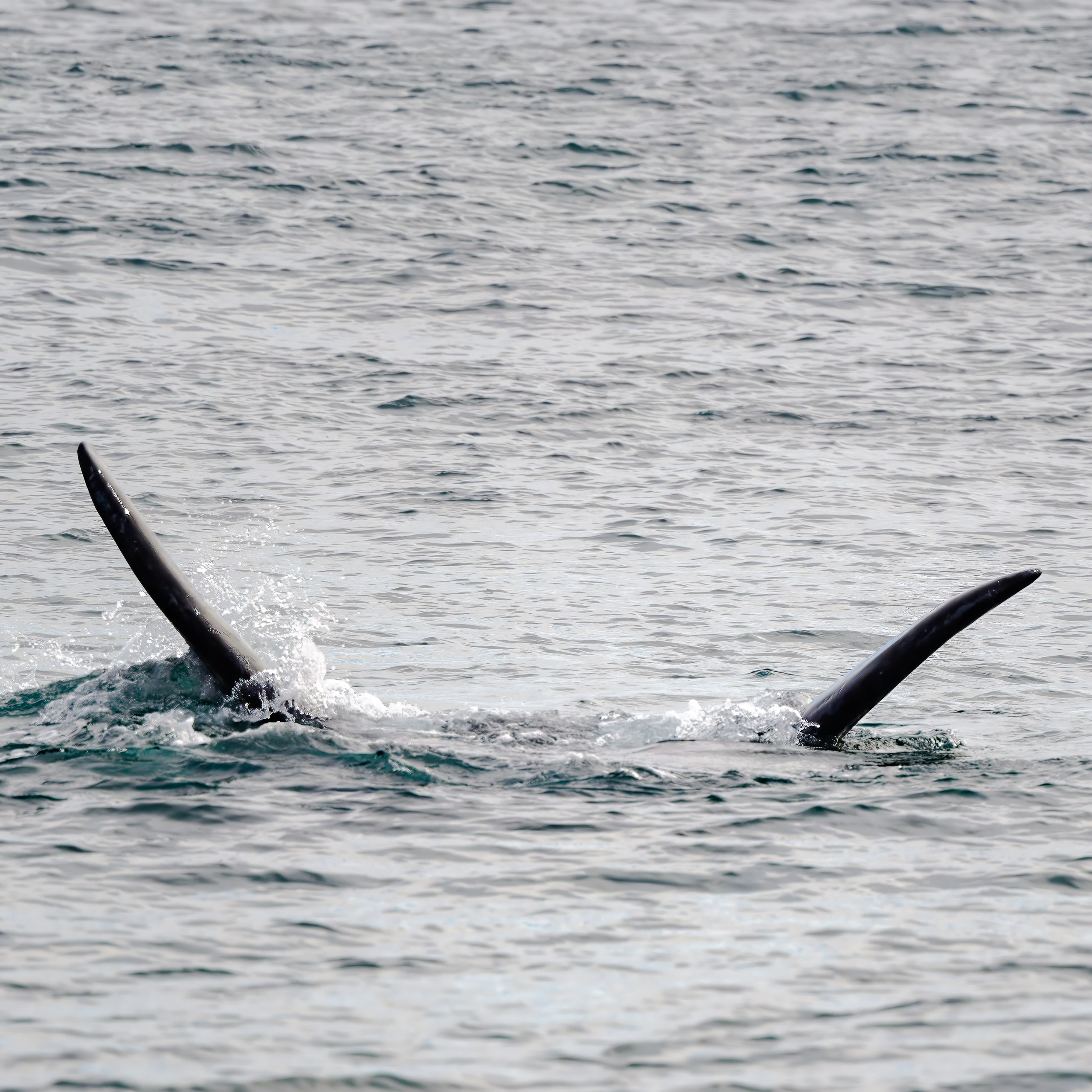 Ballena Franca Austral. Avesdevaldivia