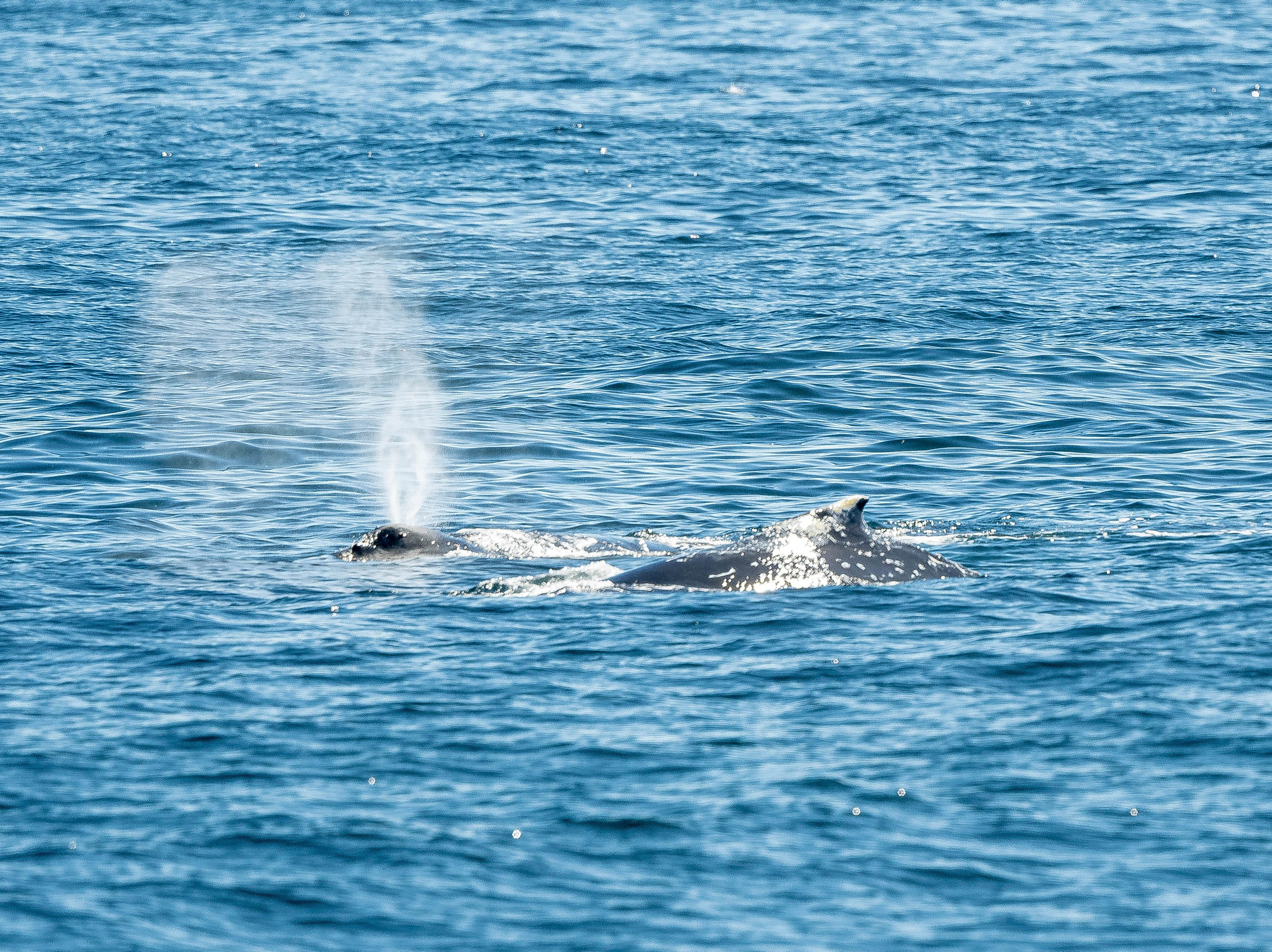 Ballena Jorobada. Avesdevaldivia