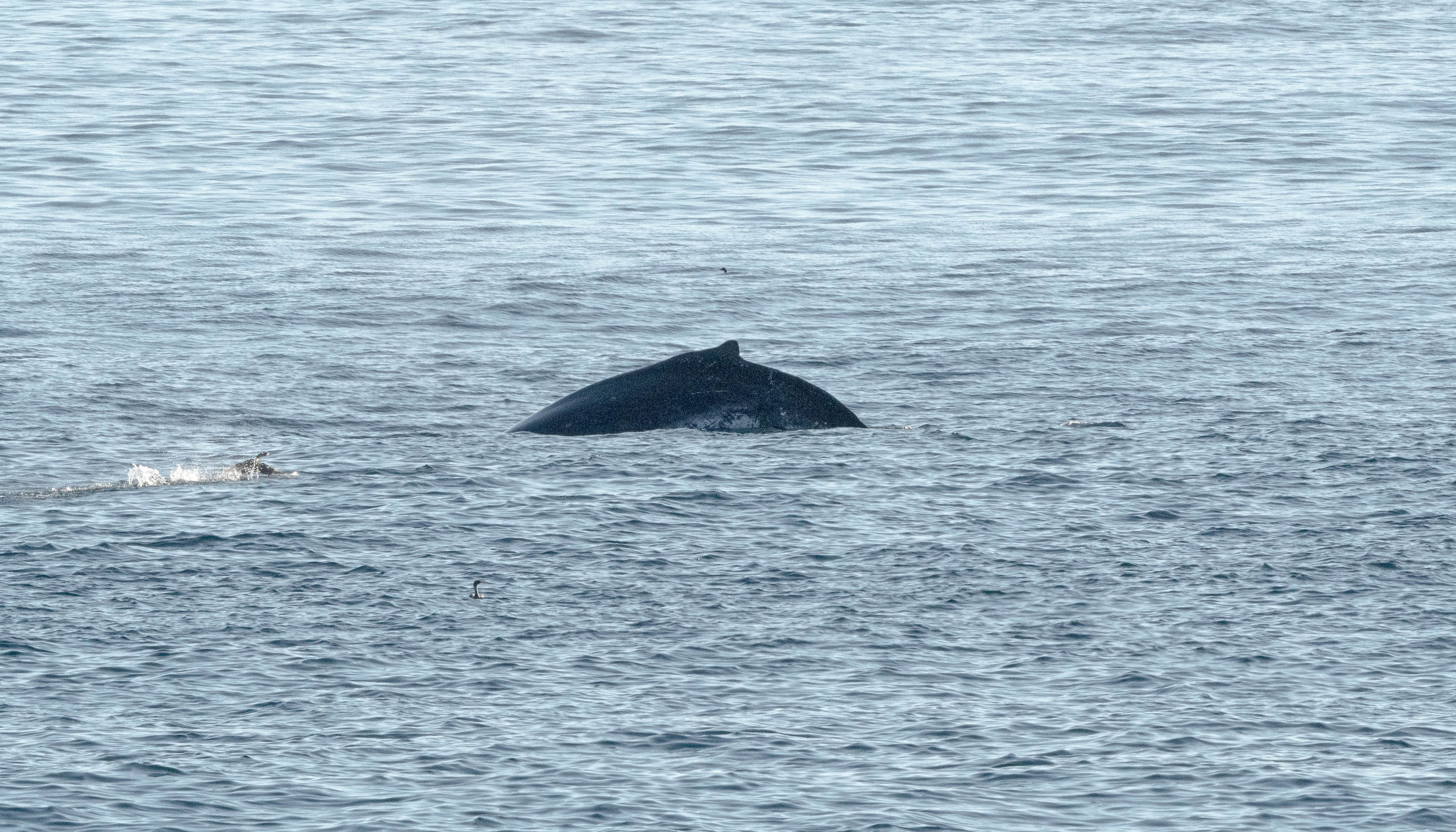Ballena Jorobada. Avesdevaldivia