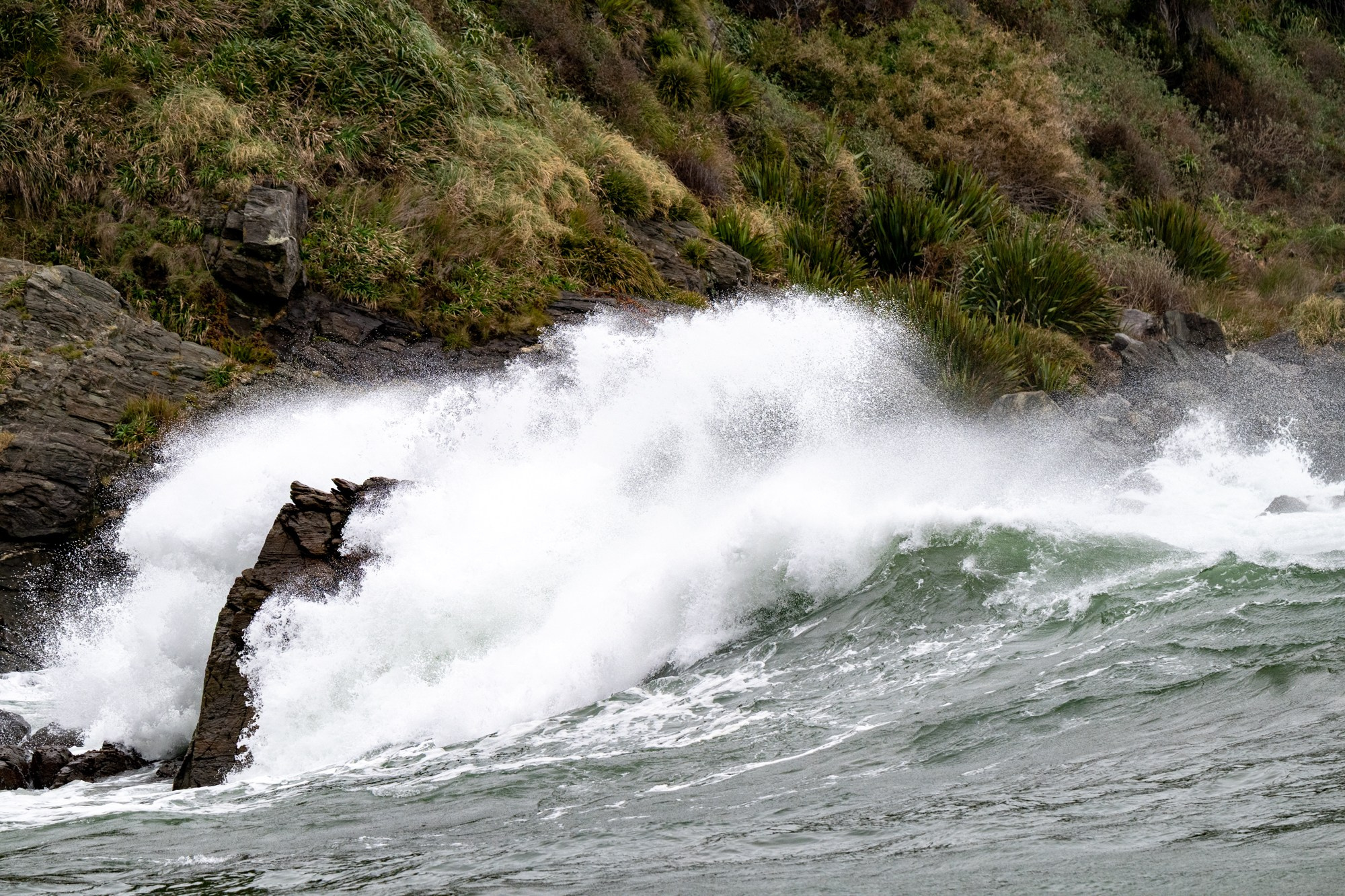 Costa Valdiviana. Avesdevaldivia