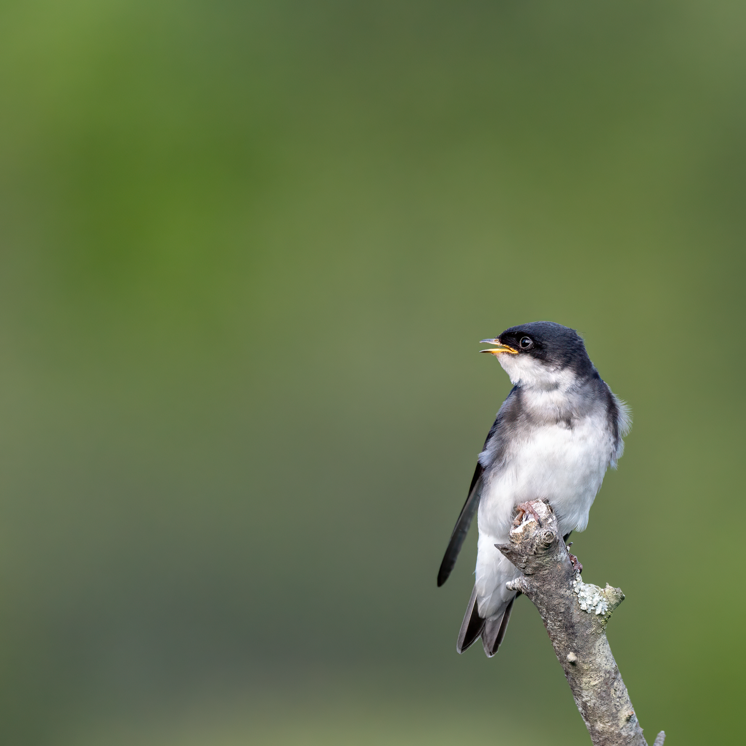 Golondrina Chilena. Avesdevaldivia