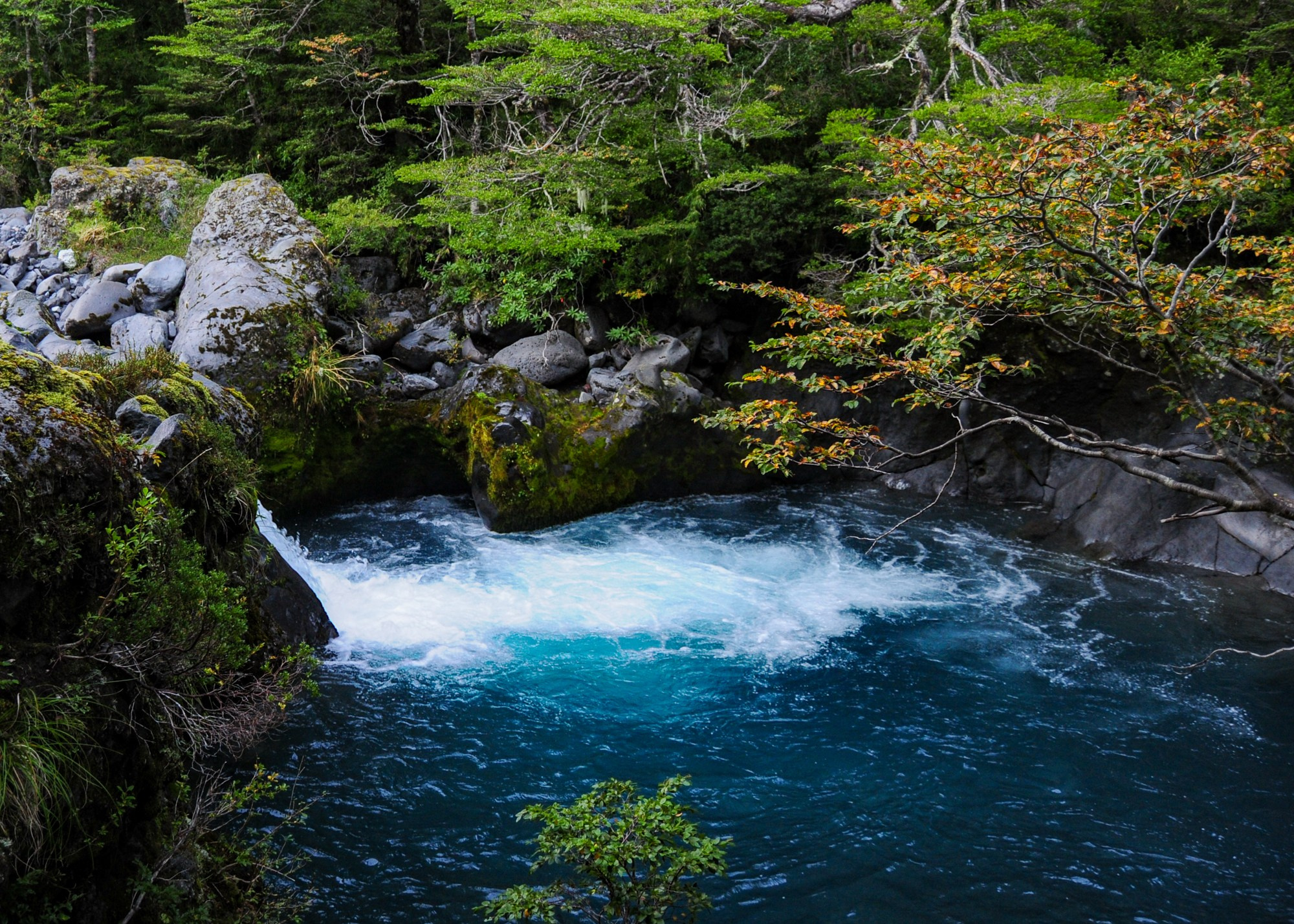 Mocho Choshuenco. Avesdevaldivia