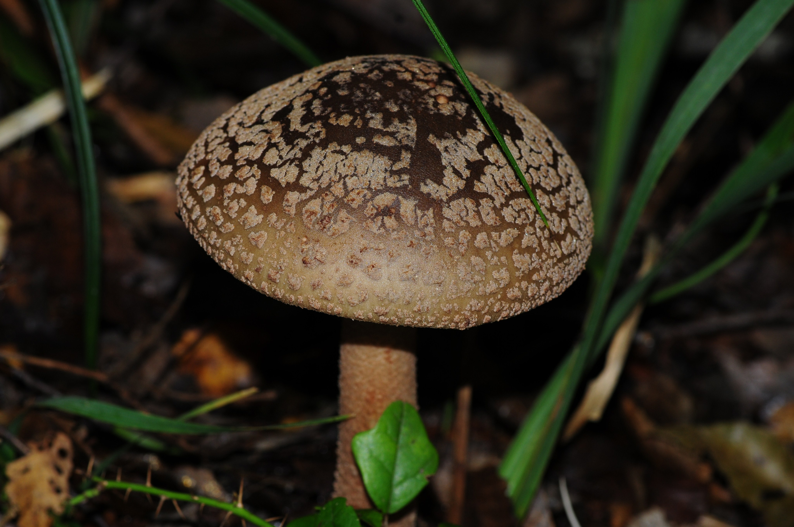 Amanita rubescens. Avesdevaldivia