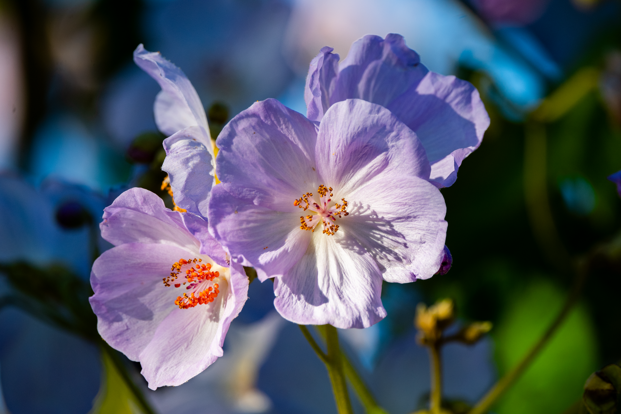 Flores Nativas. Avesdevaldivia