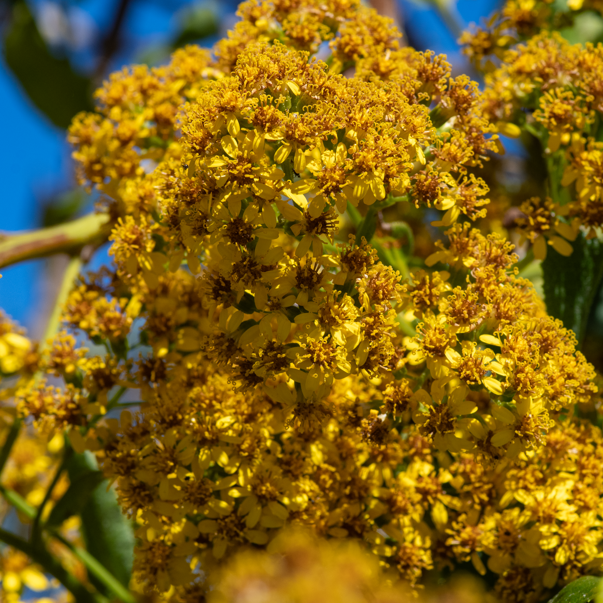 Flores Nativas. Avesdevaldivia