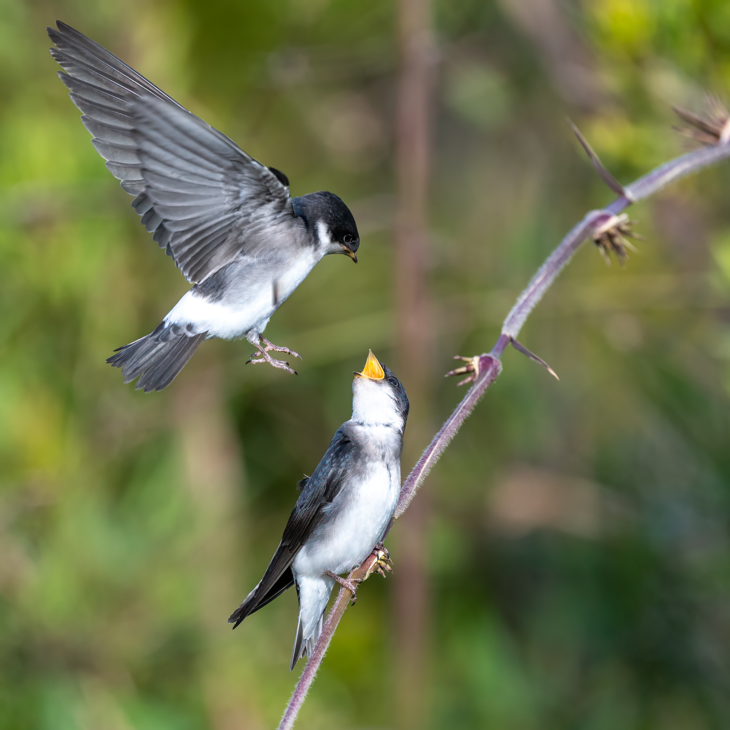 Golondrina Chilena. Avesdevaldivia