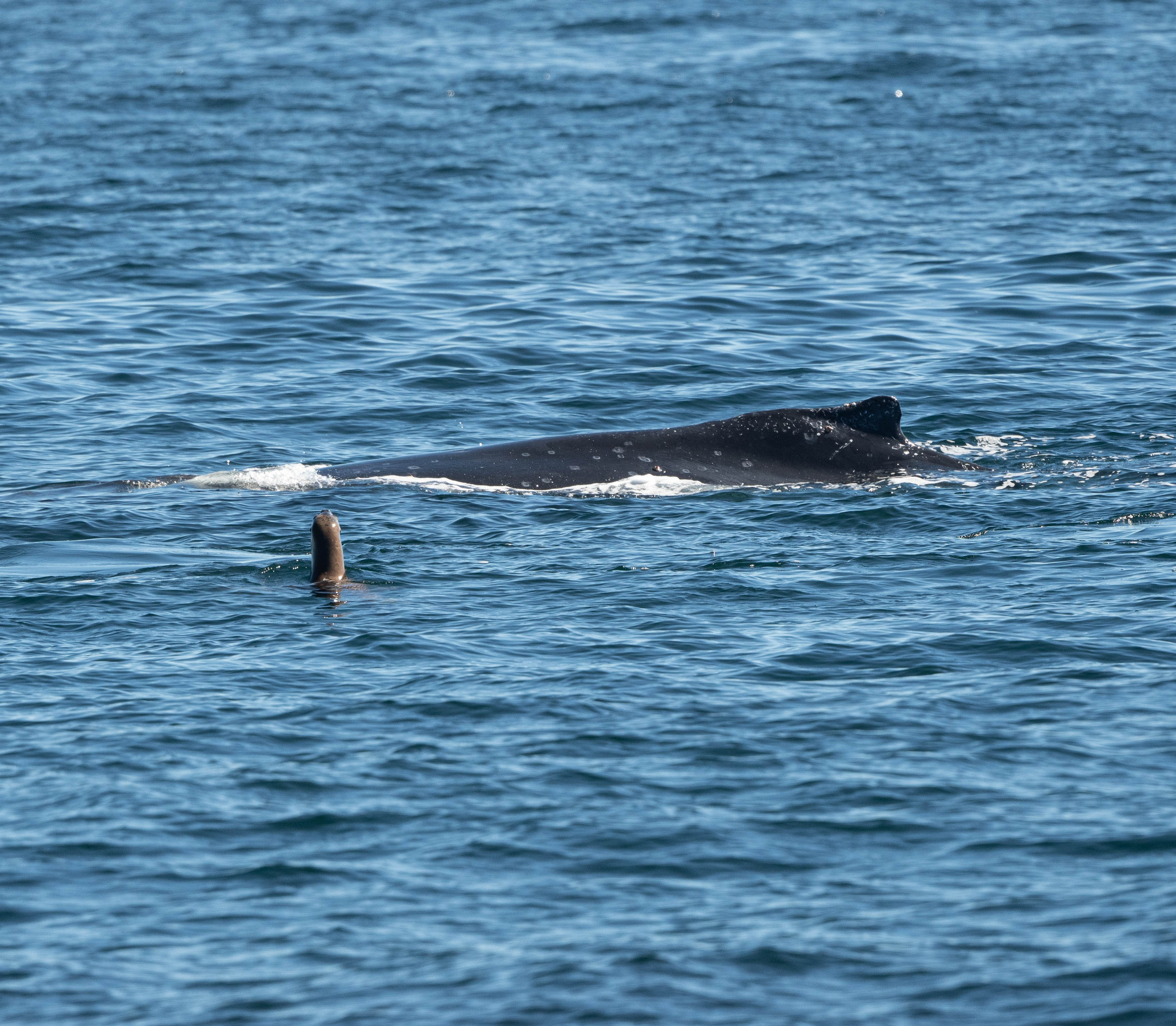 Ballena Jorobada. Avesdevaldivia