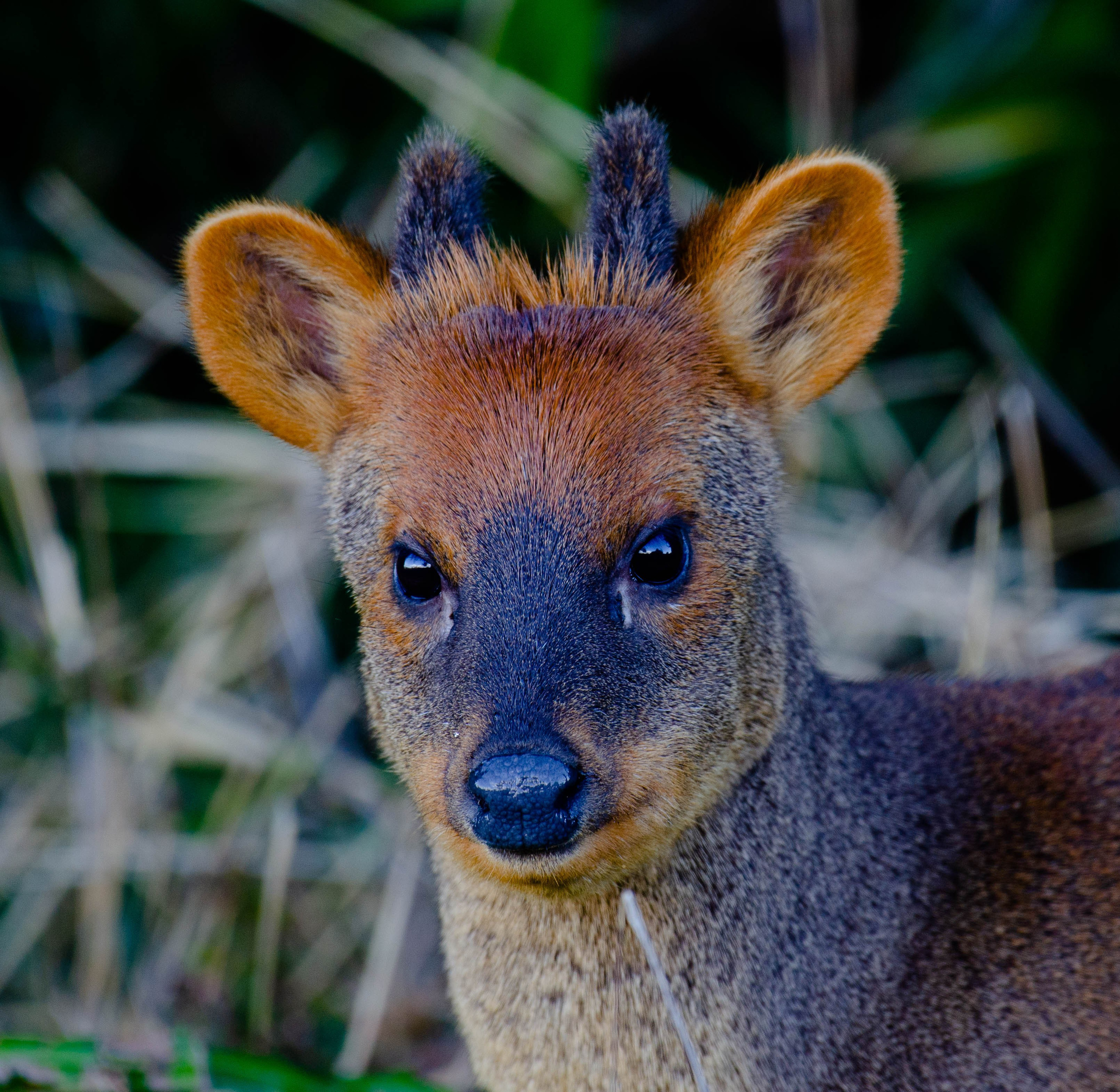 Pudú. Avesdevaldivia