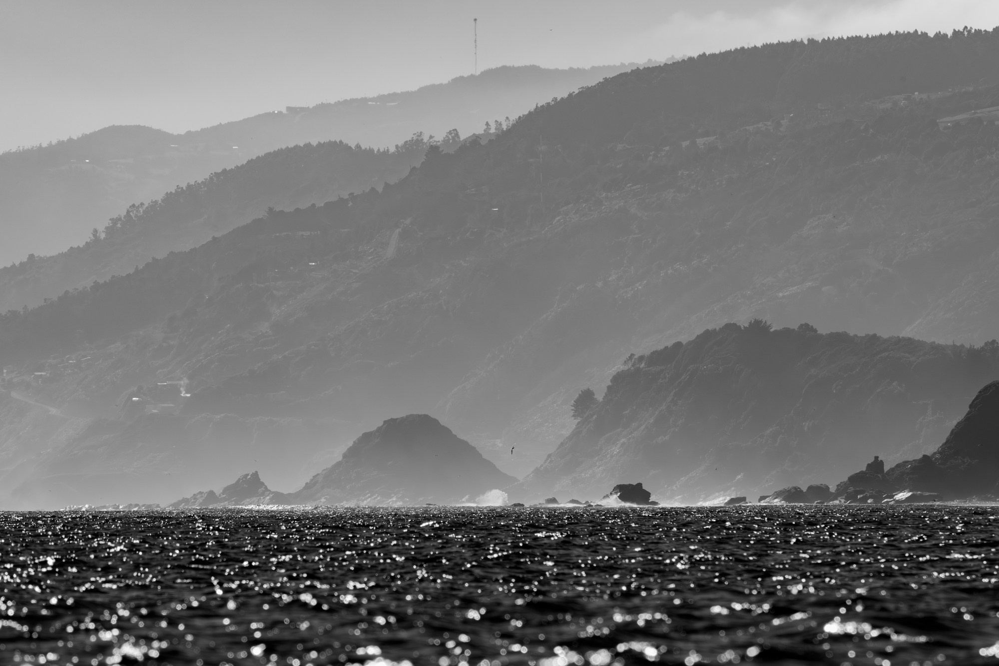 Costa Valdiviana. Avesdevaldivia