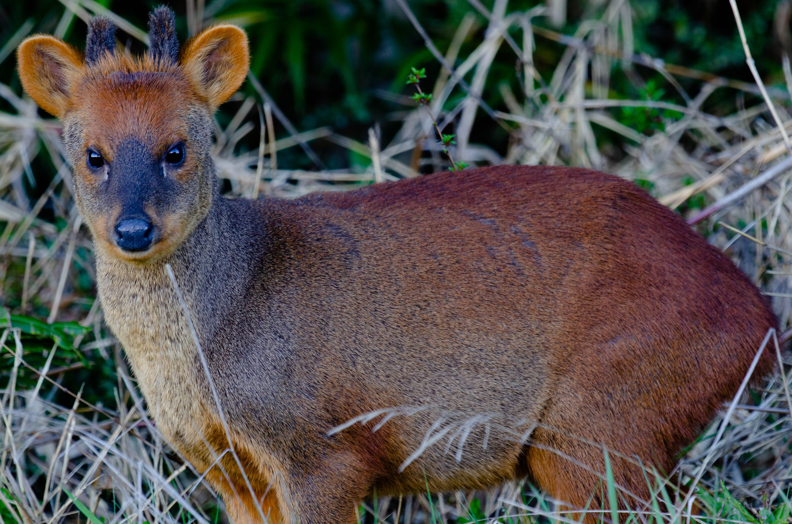 Pudú. Avesdevaldivia