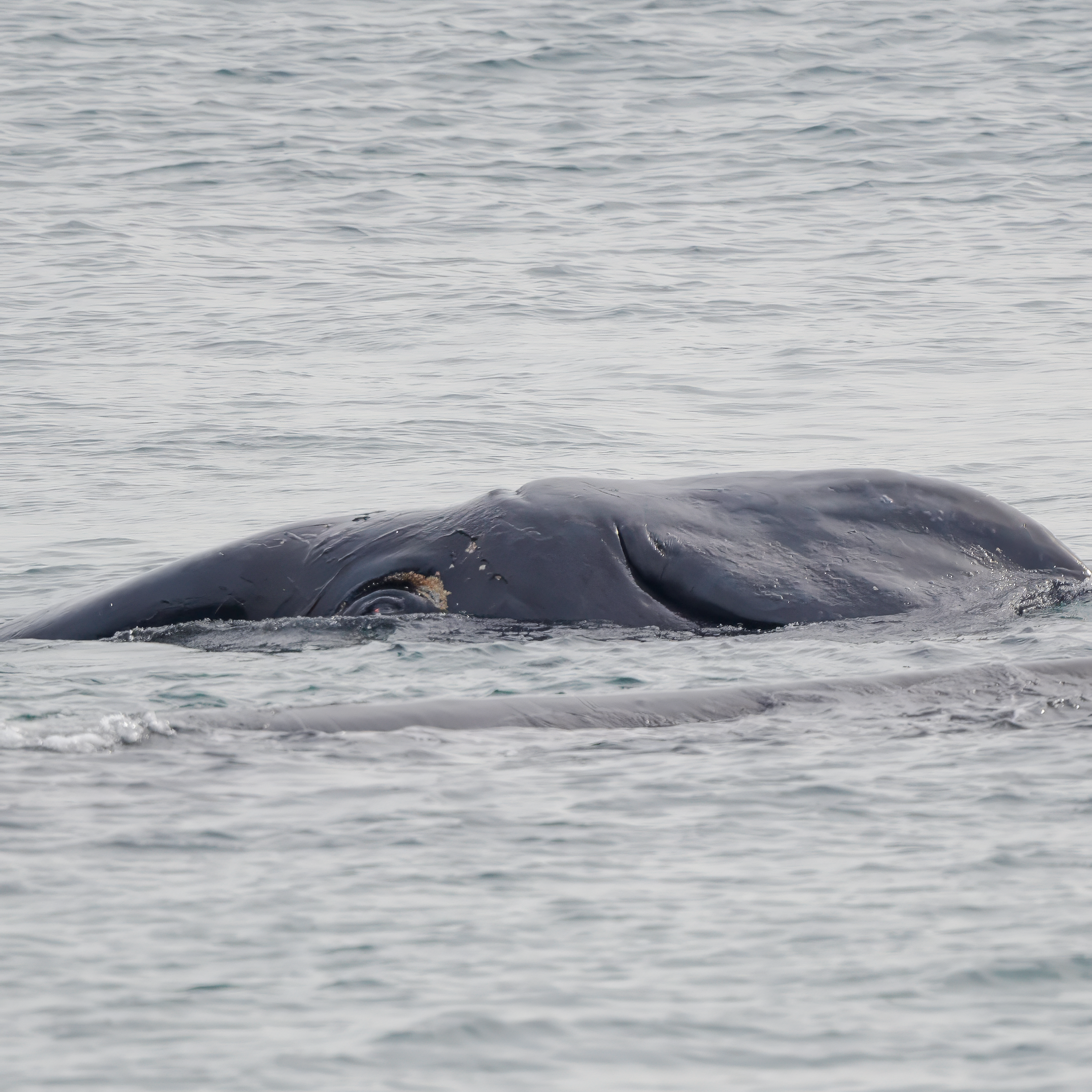 Ballena Franca Austral. Avesdevaldivia