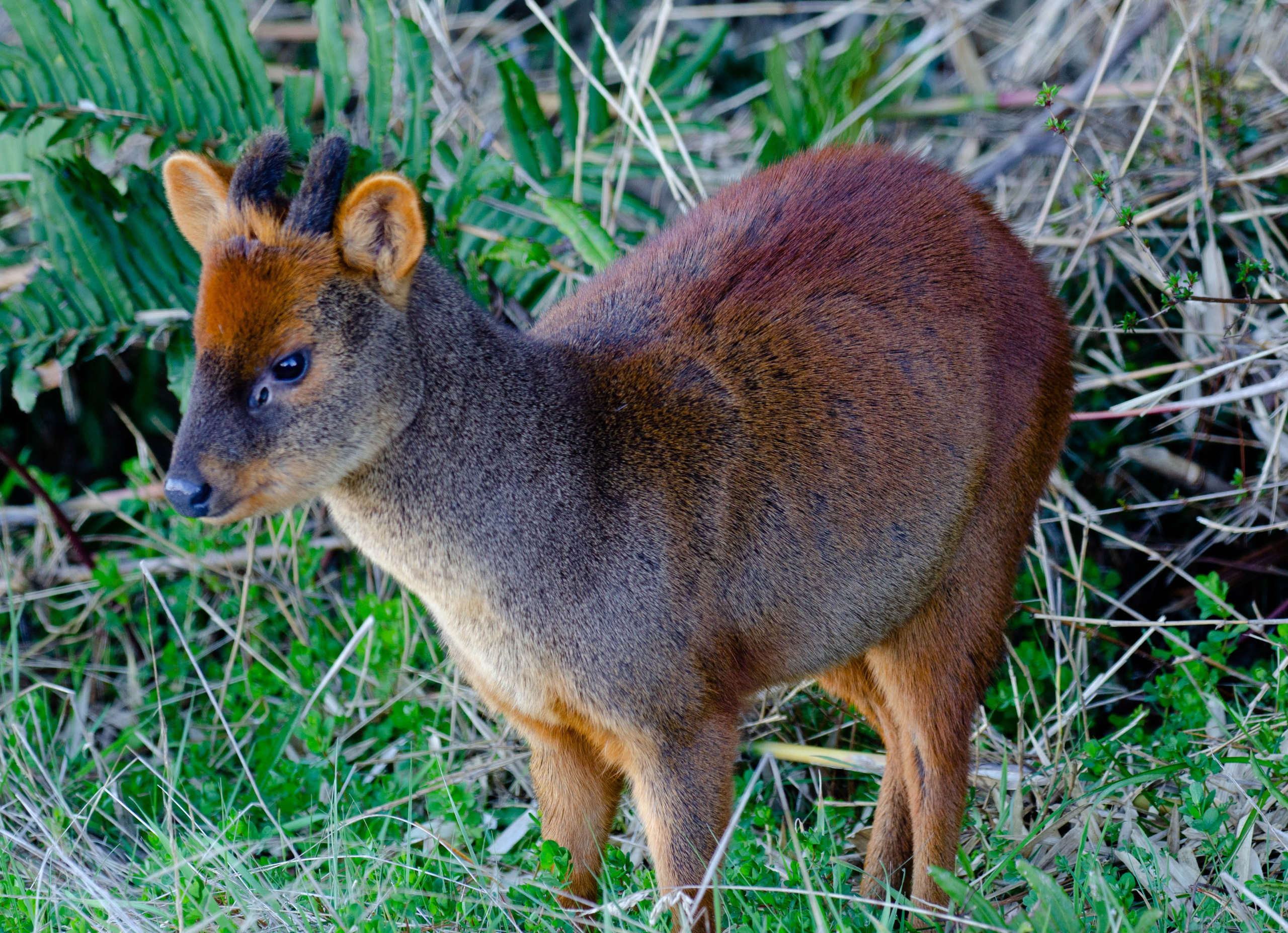 Pudú. Avesdevaldivia