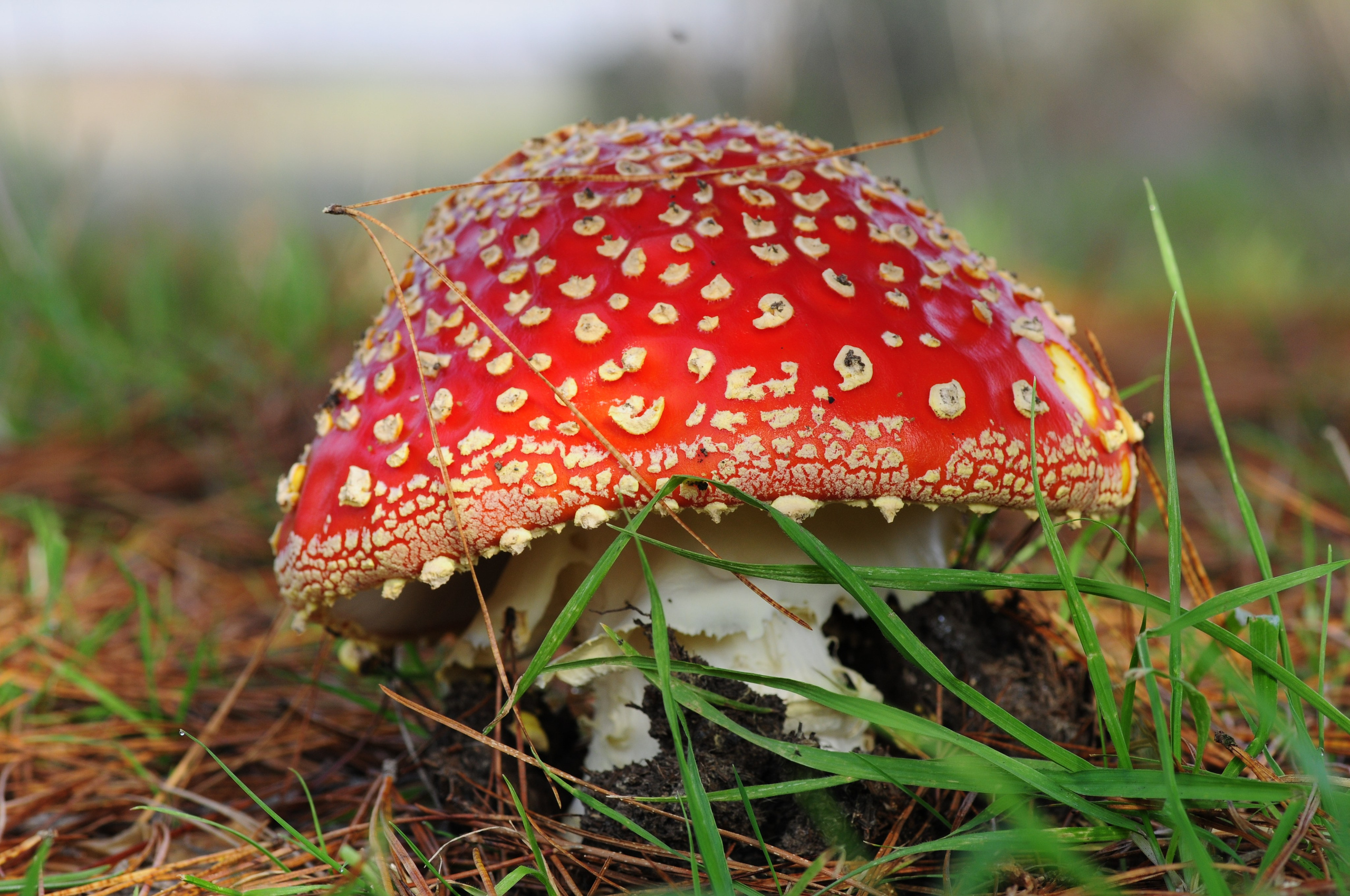 Amanita muscaria. Avesdevaldivia