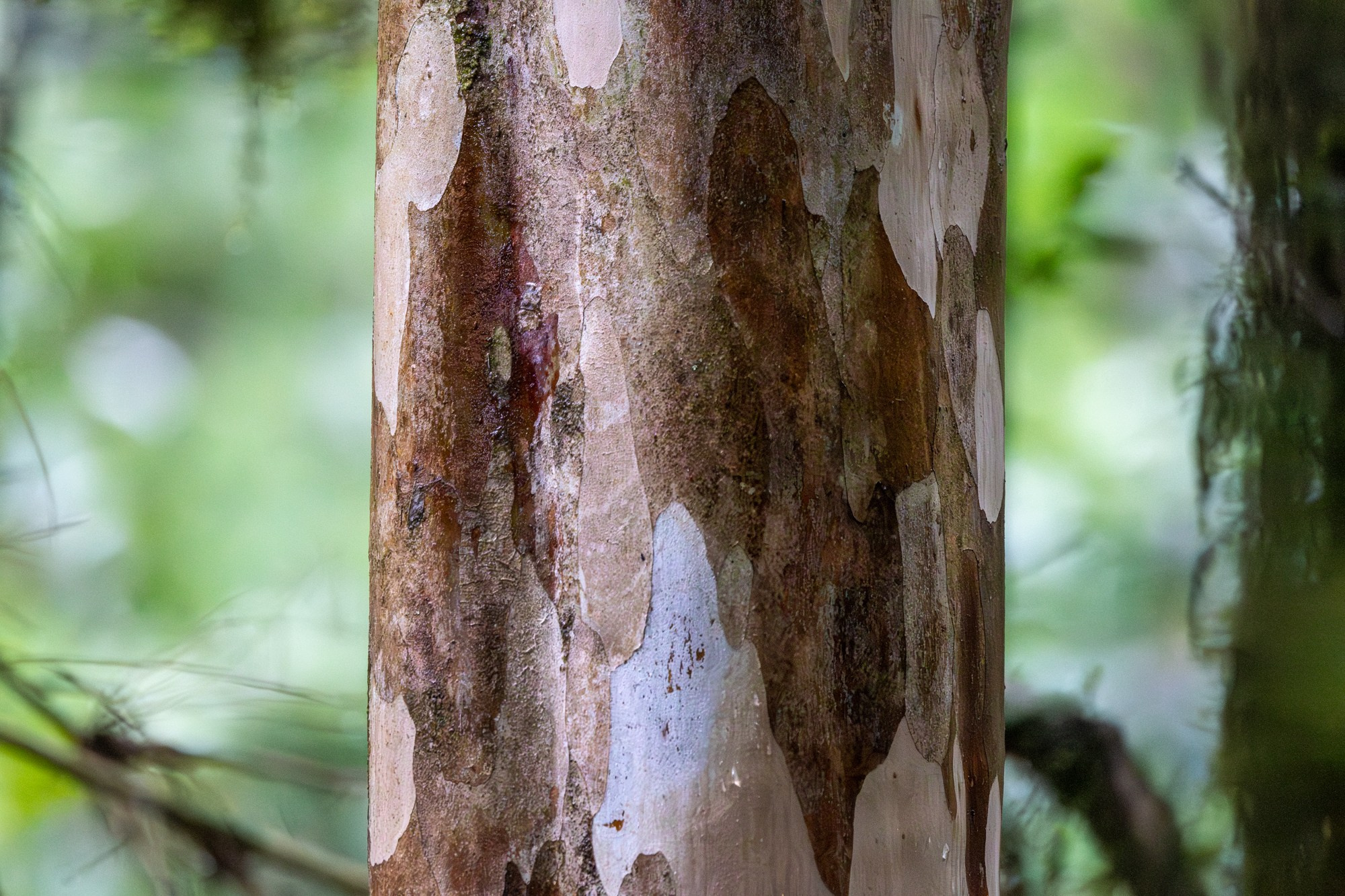 Bosques. Avesdevaldivia