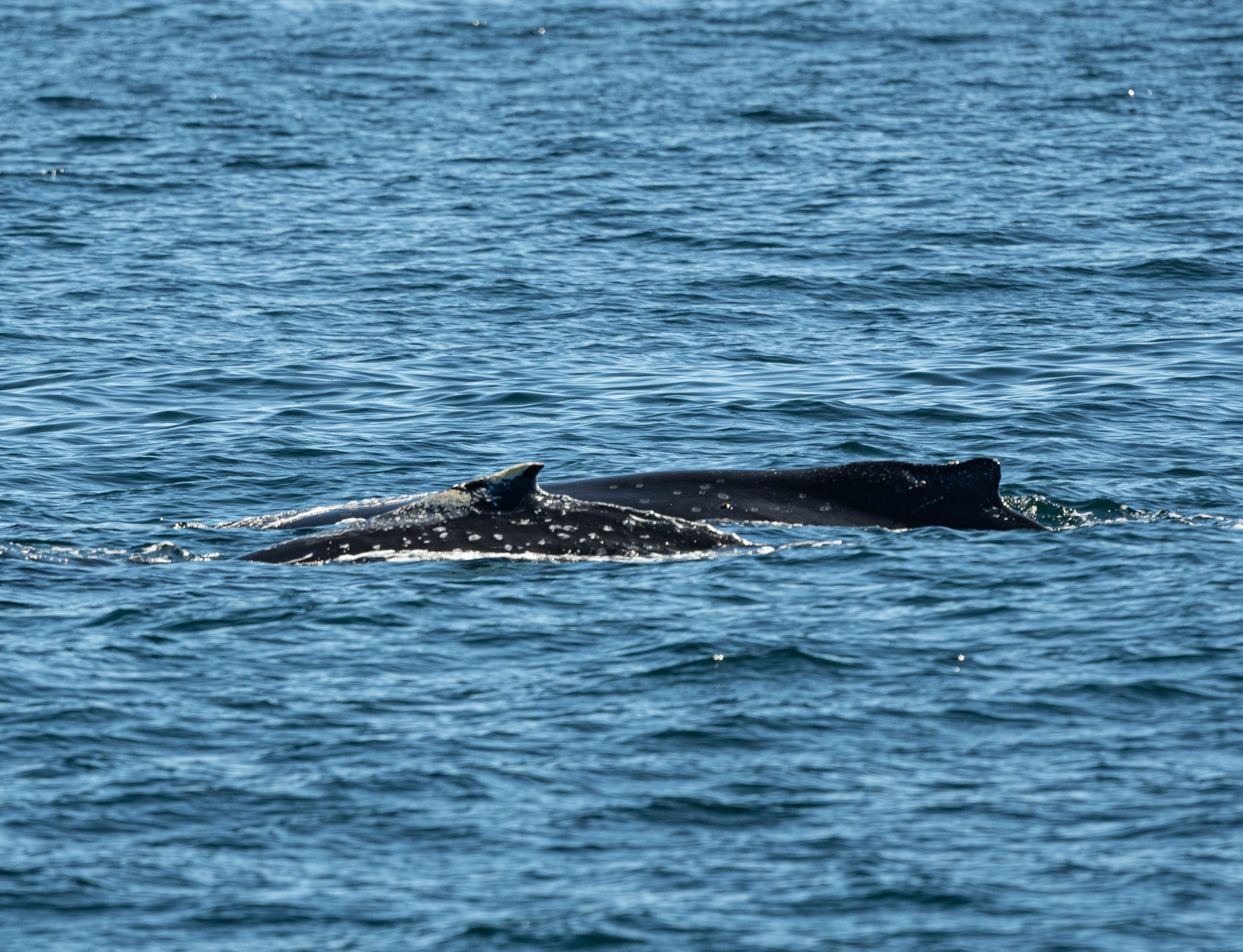 Ballena Jorobada. Avesdevaldivia