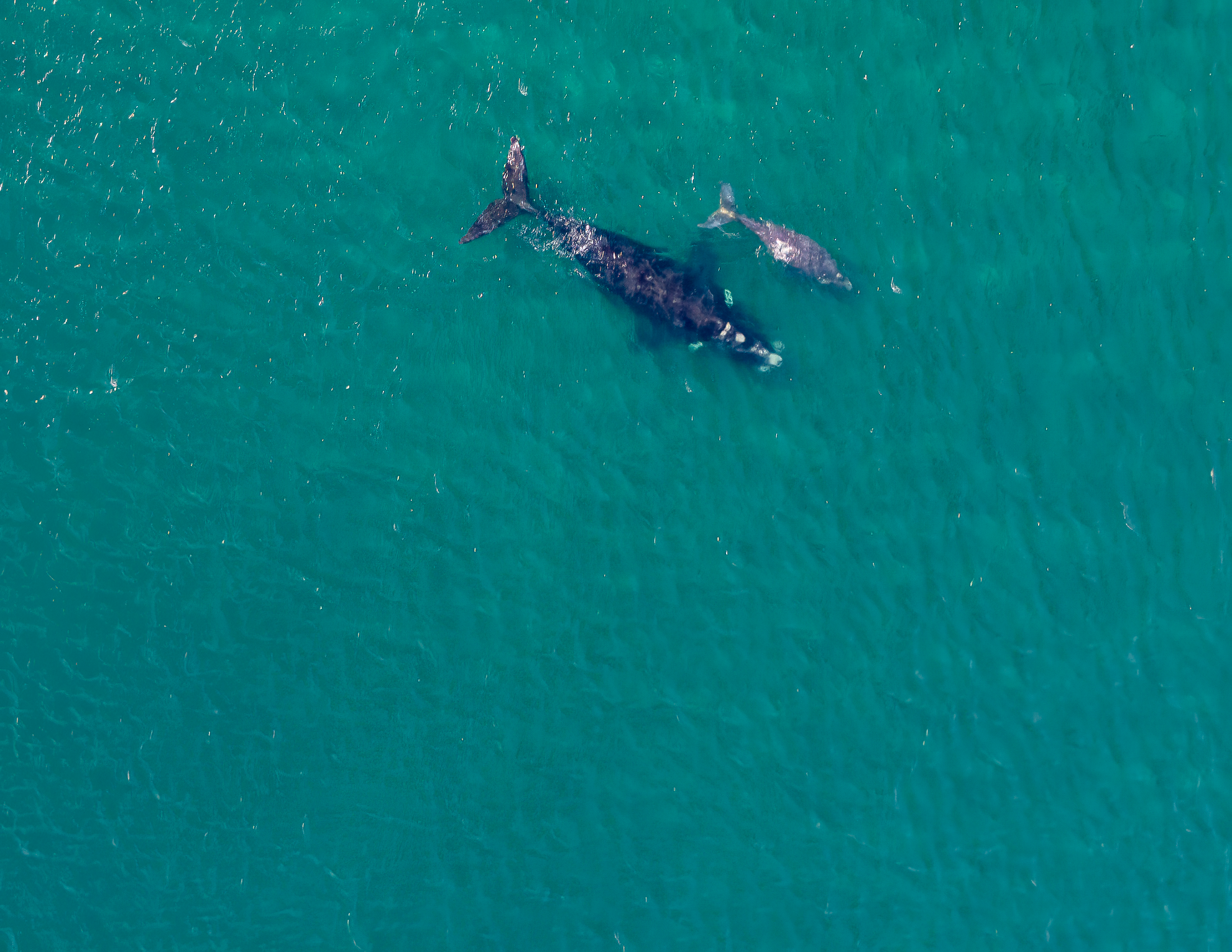 Ballena Franca Austral. Avesdevaldivia