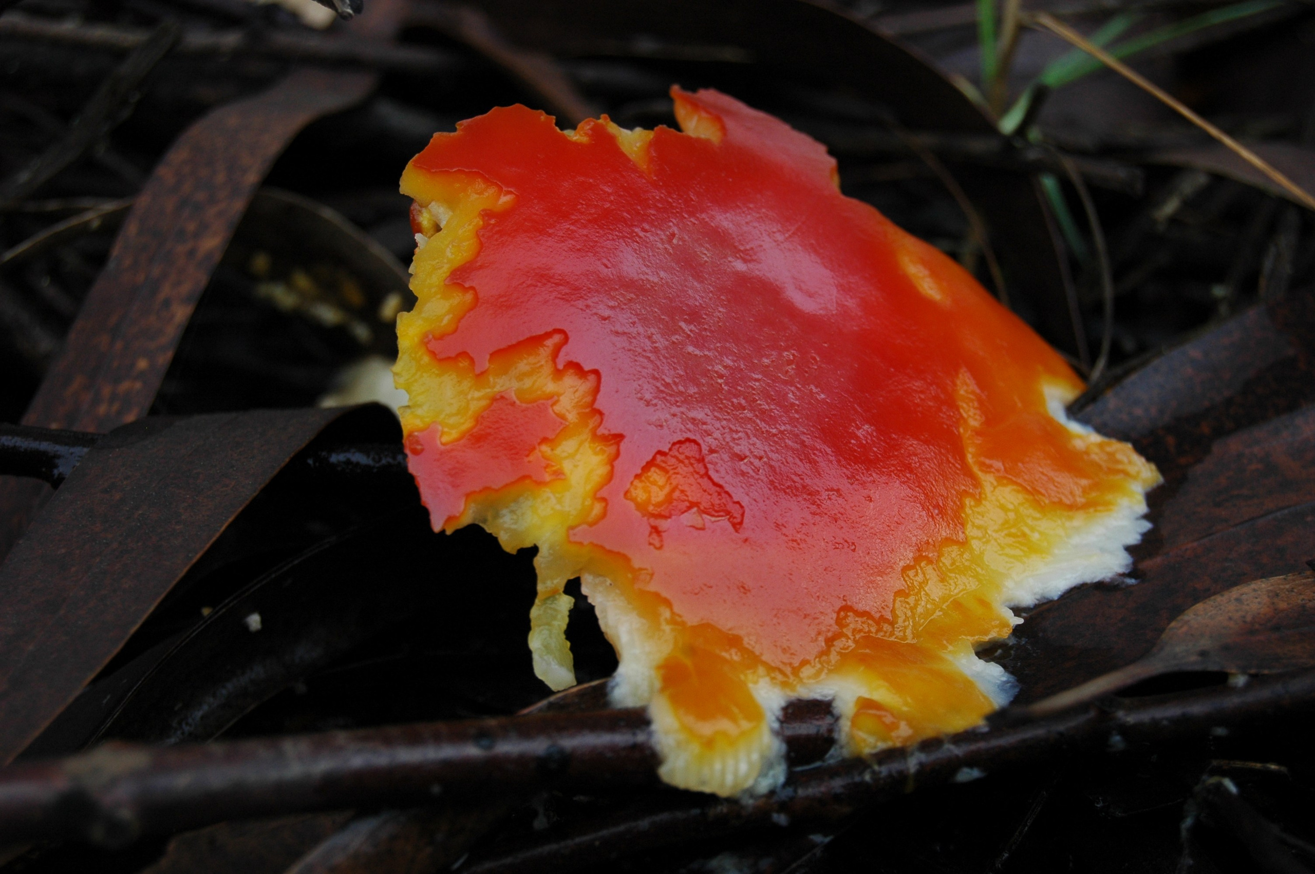 Amanita muscaria. Avesdevaldivia
