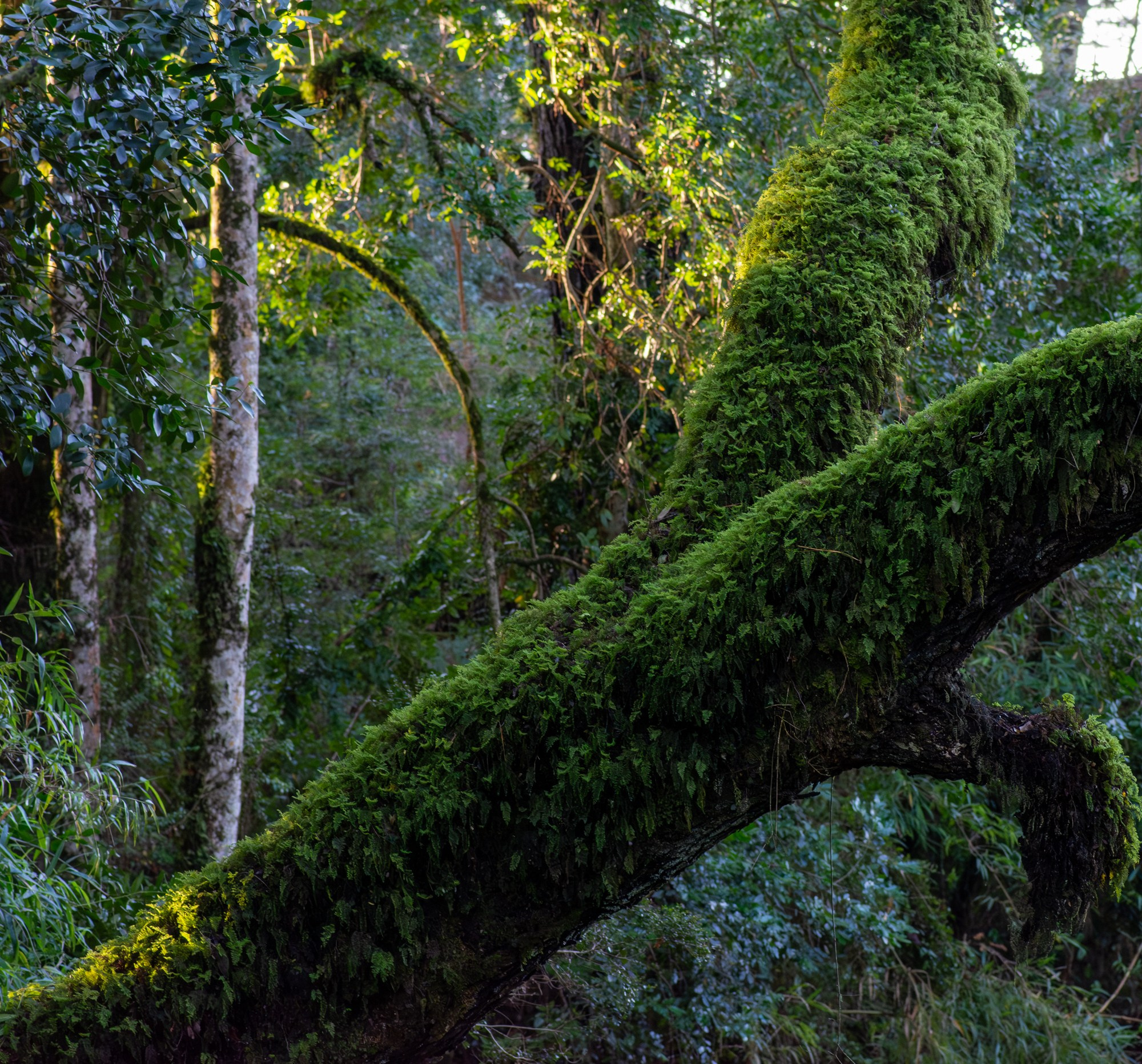Bosques. Avesdevaldivia