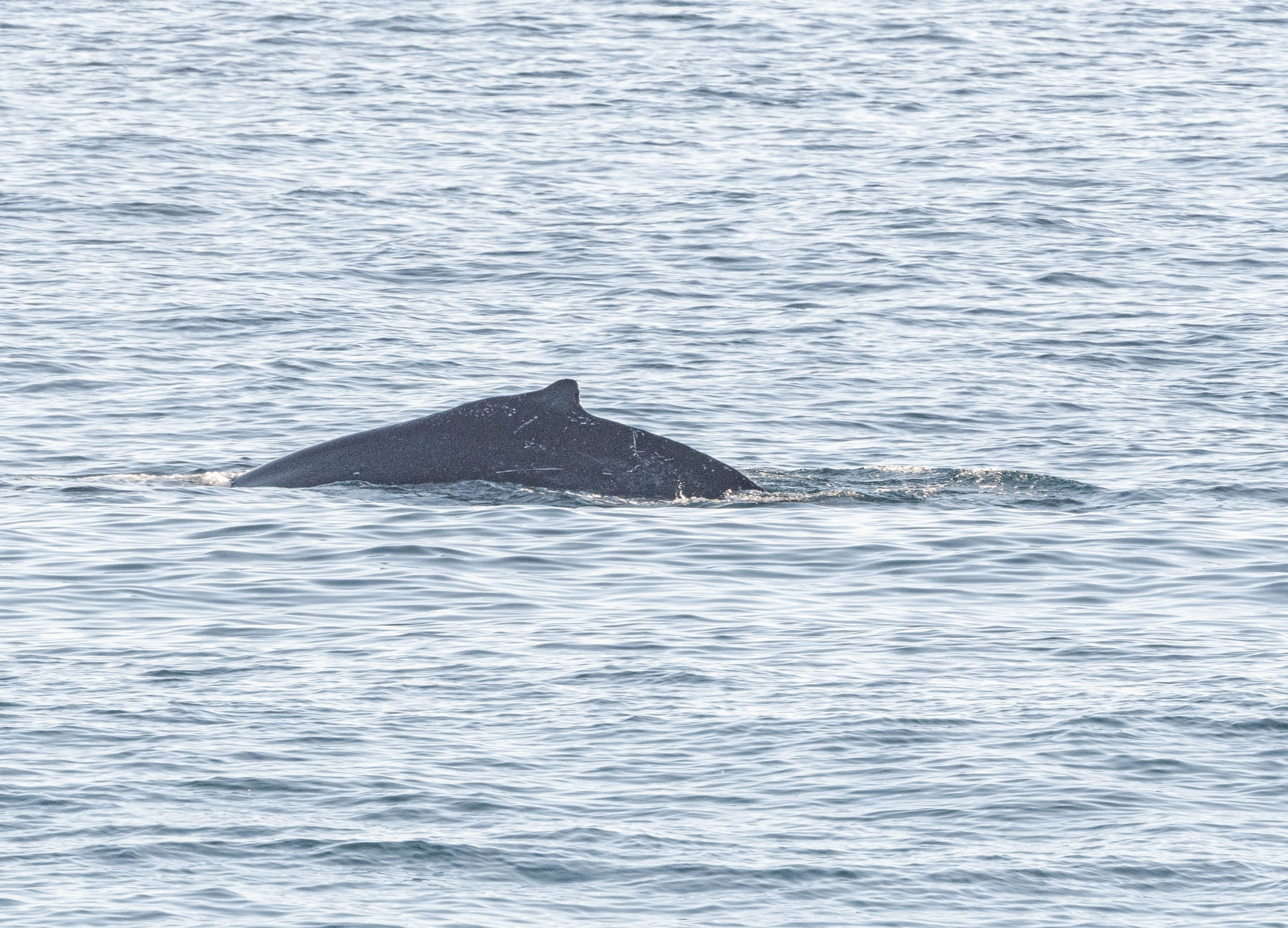 Ballena Jorobada. Avesdevaldivia