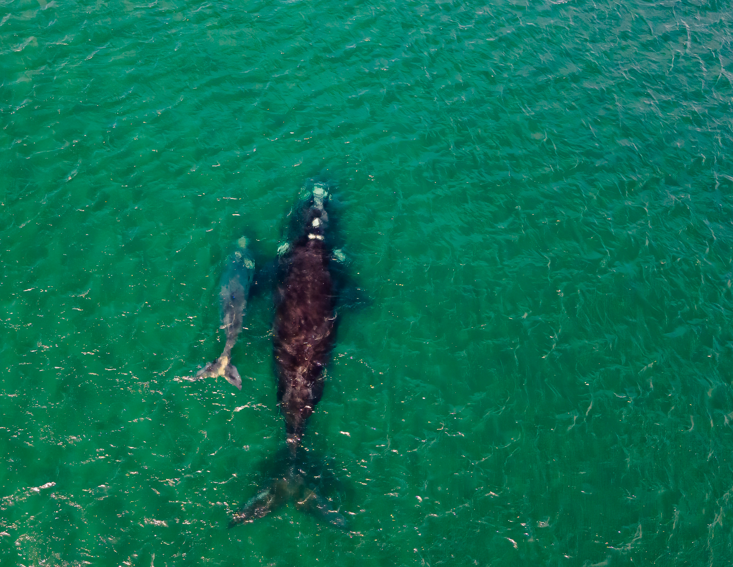 Ballena Franca Austral. Avesdevaldivia