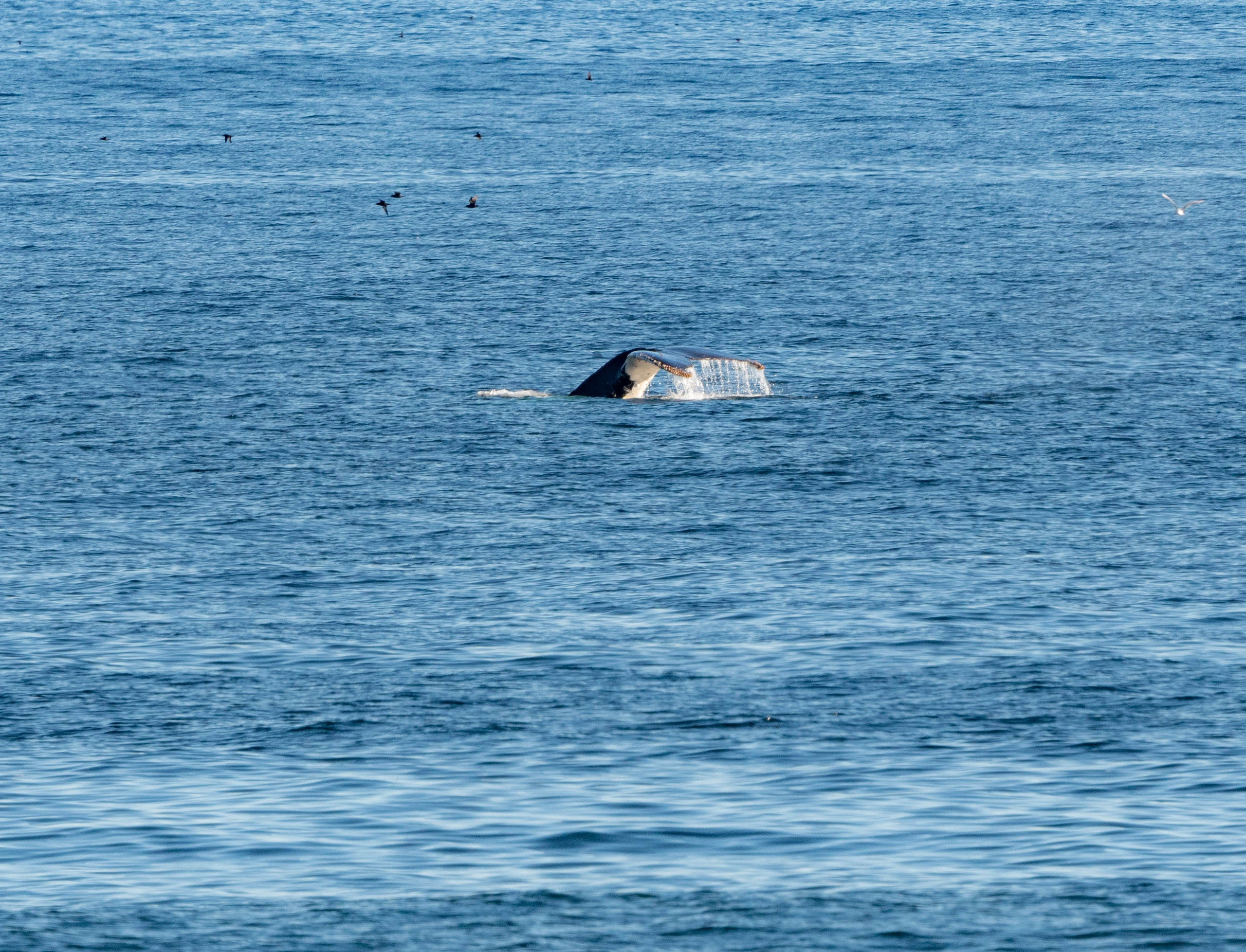 Ballena Jorobada. Avesdevaldivia