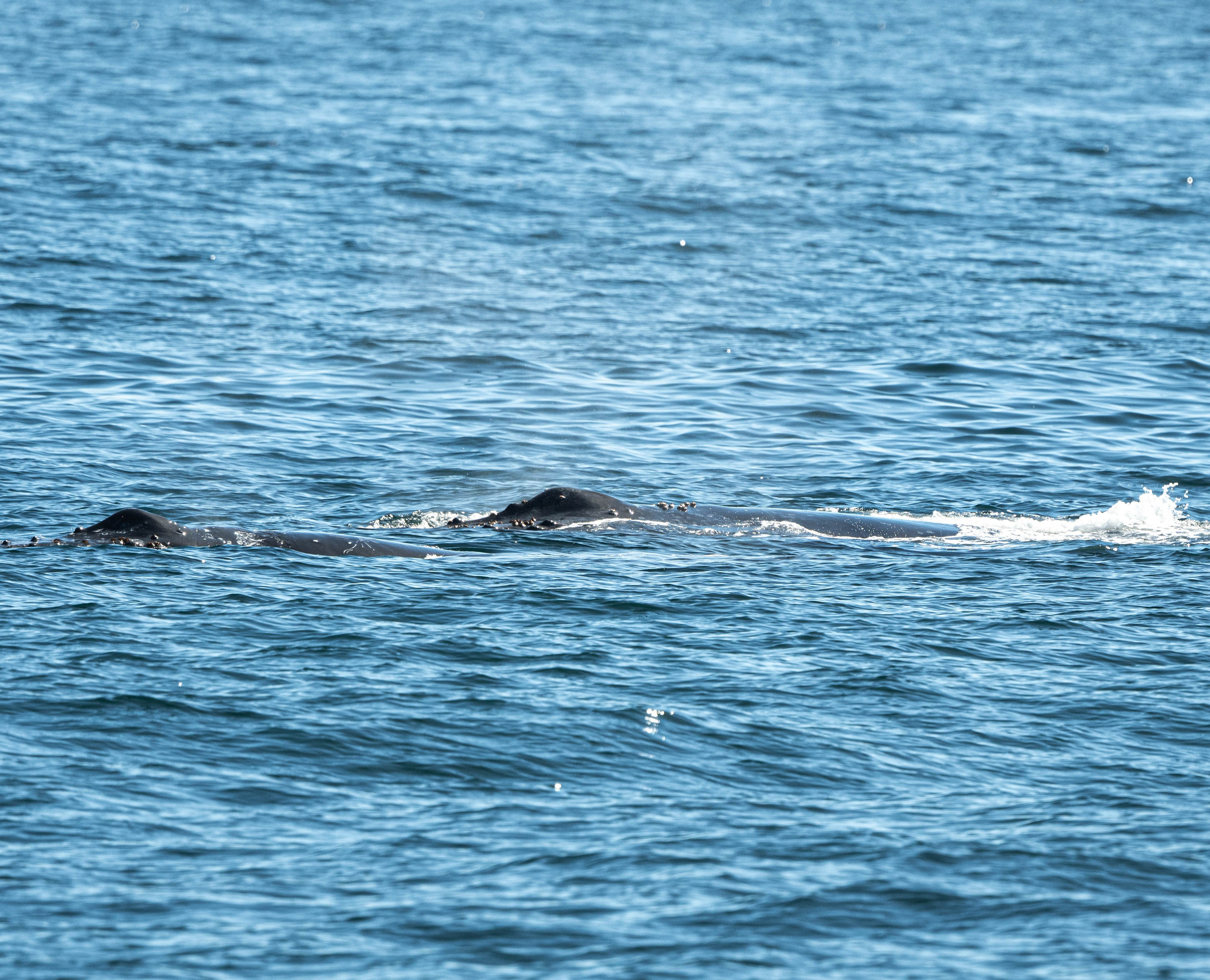 Ballena Jorobada. Avesdevaldivia