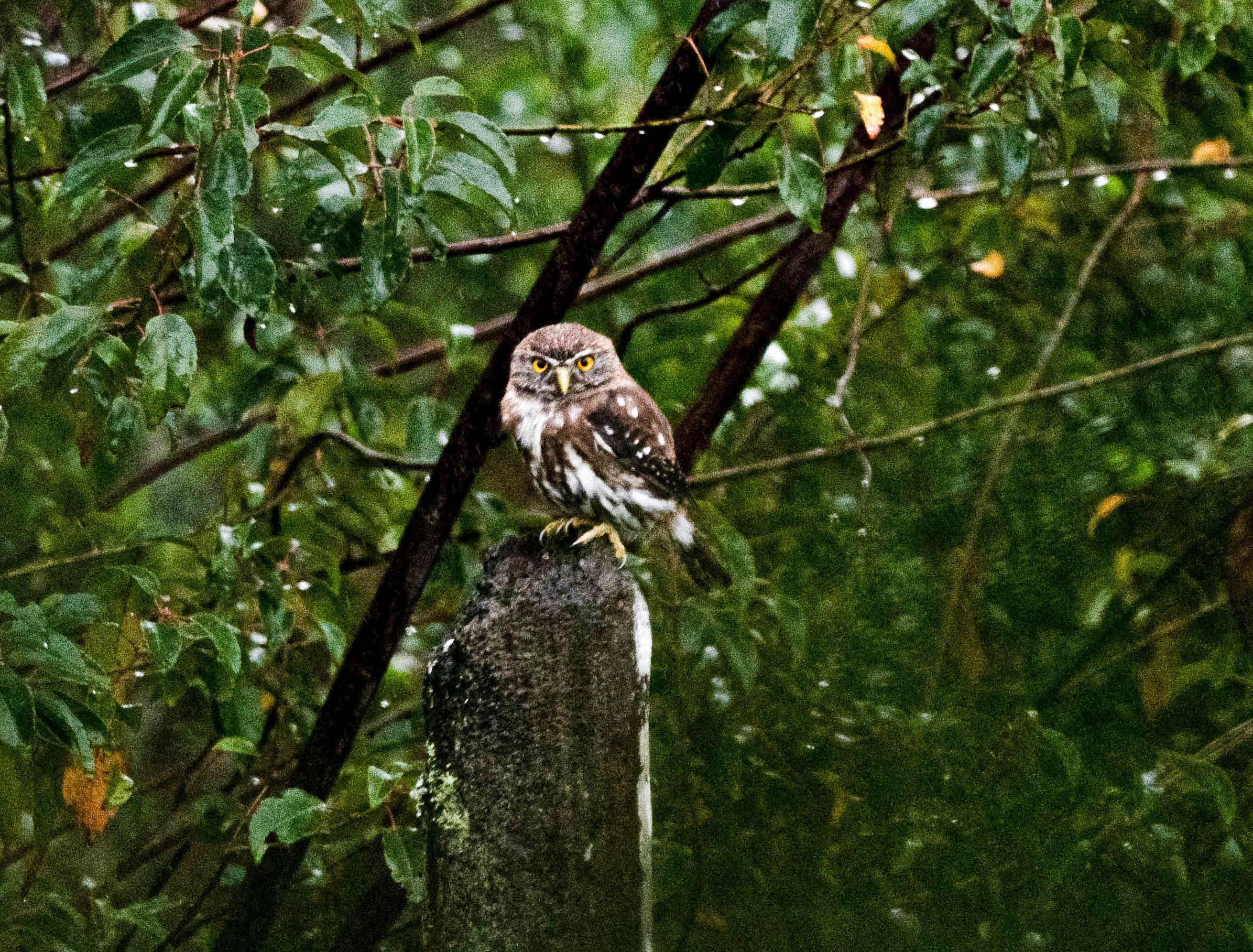 El guardián del Bosque. Avesdevaldivia