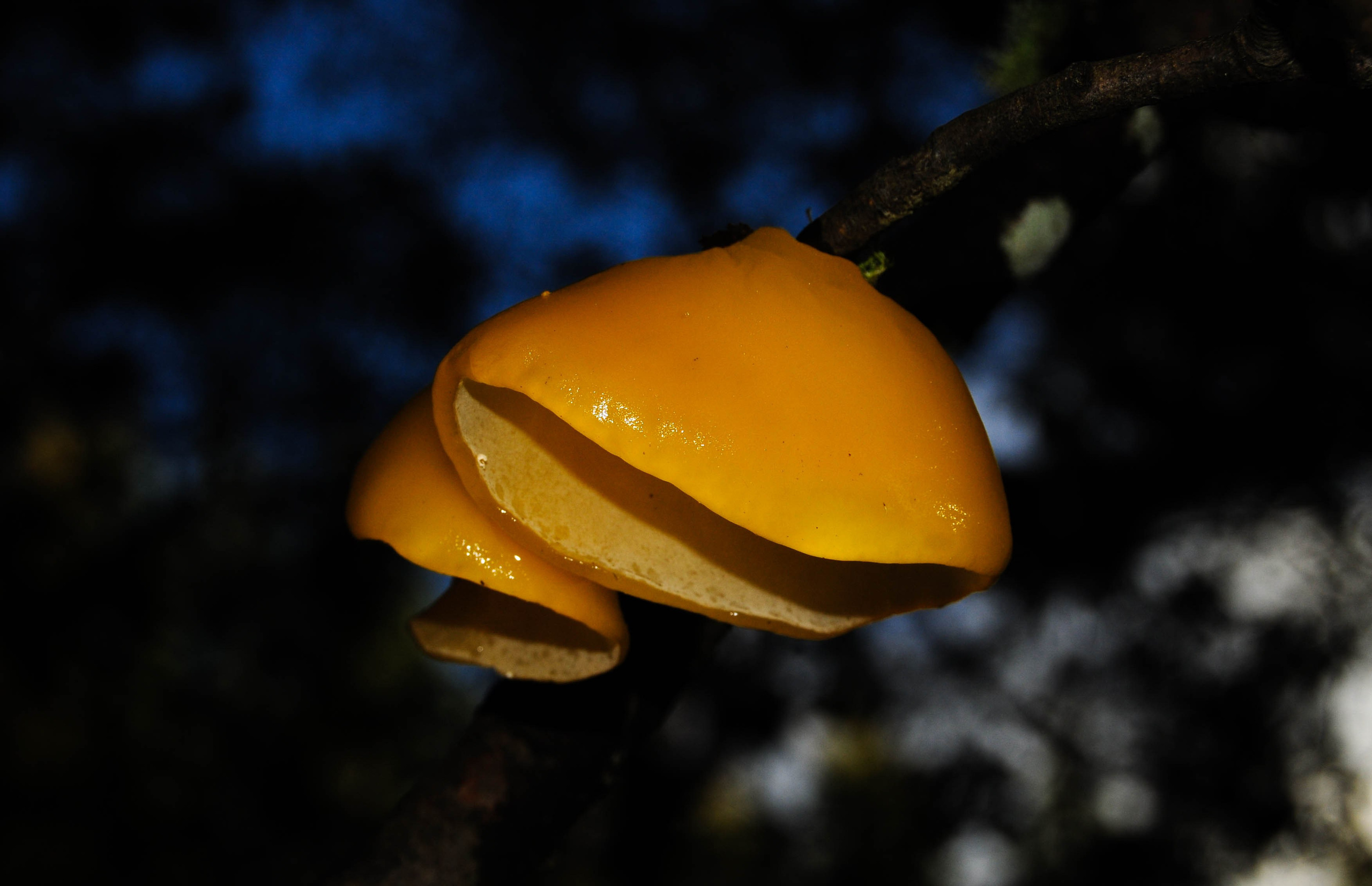 Aleurodiscus vitellinus. Avesdevaldivia