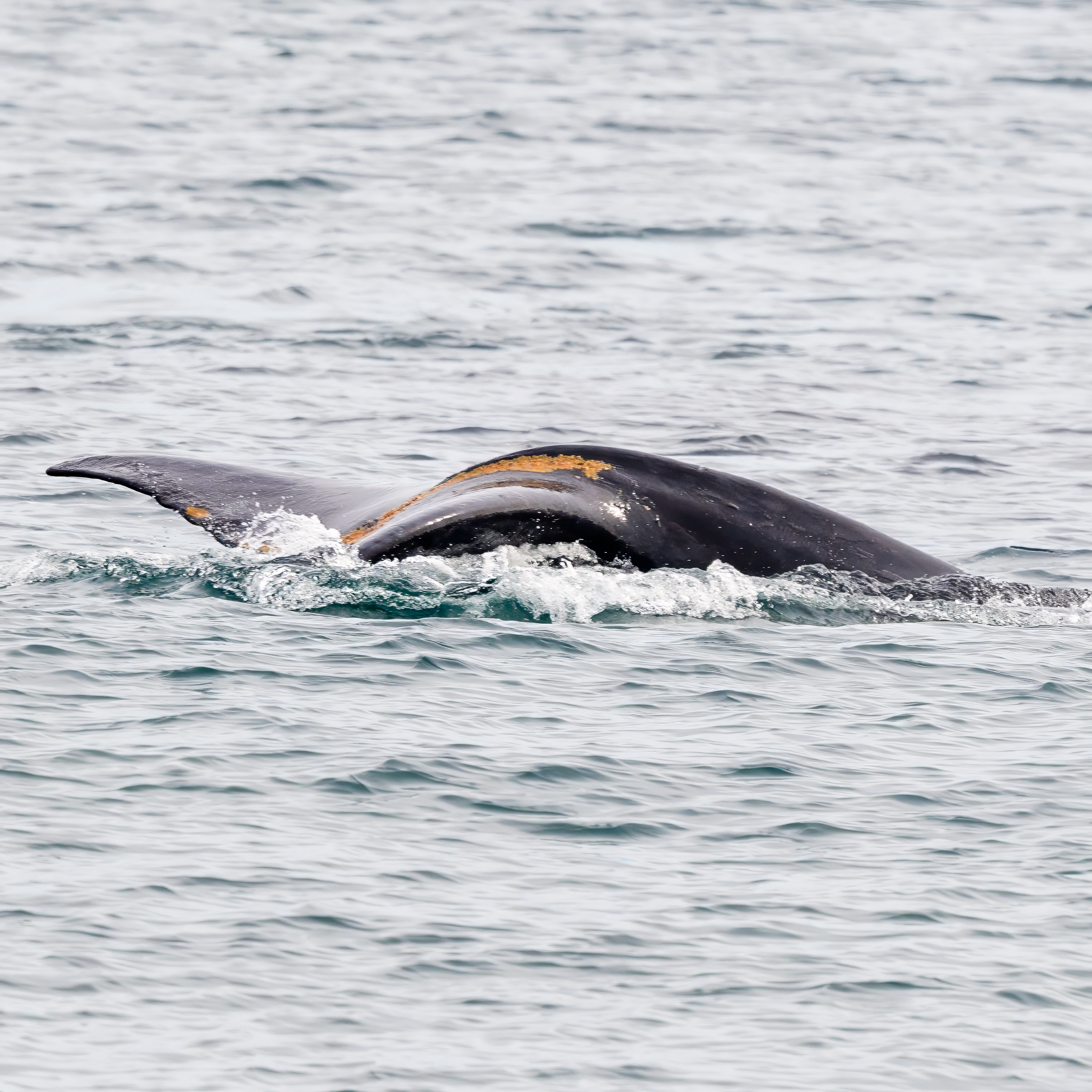 Ballena Franca Austral. Avesdevaldivia