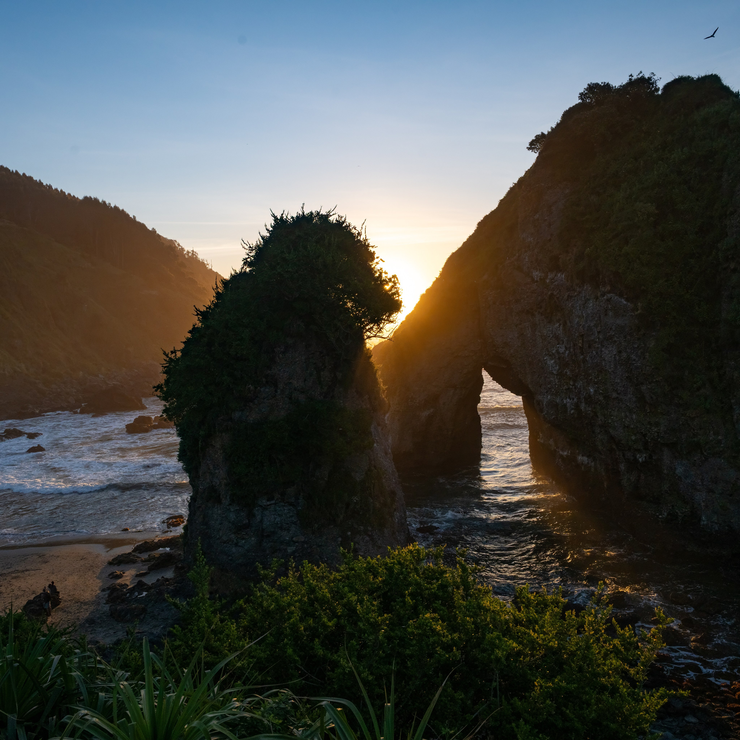 Costa Valdiviana. Avesdevaldivia