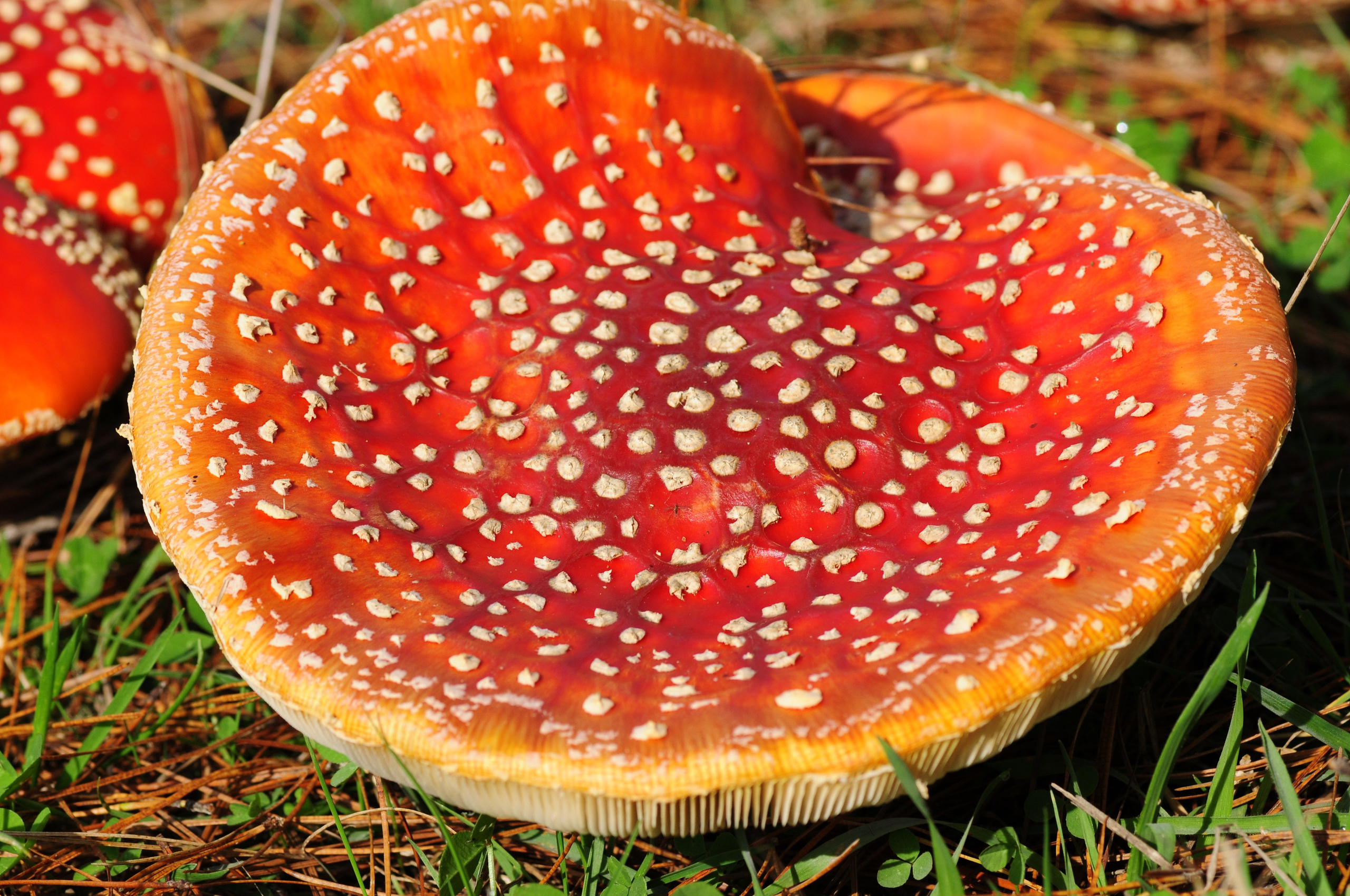 Amanita muscaria. Avesdevaldivia