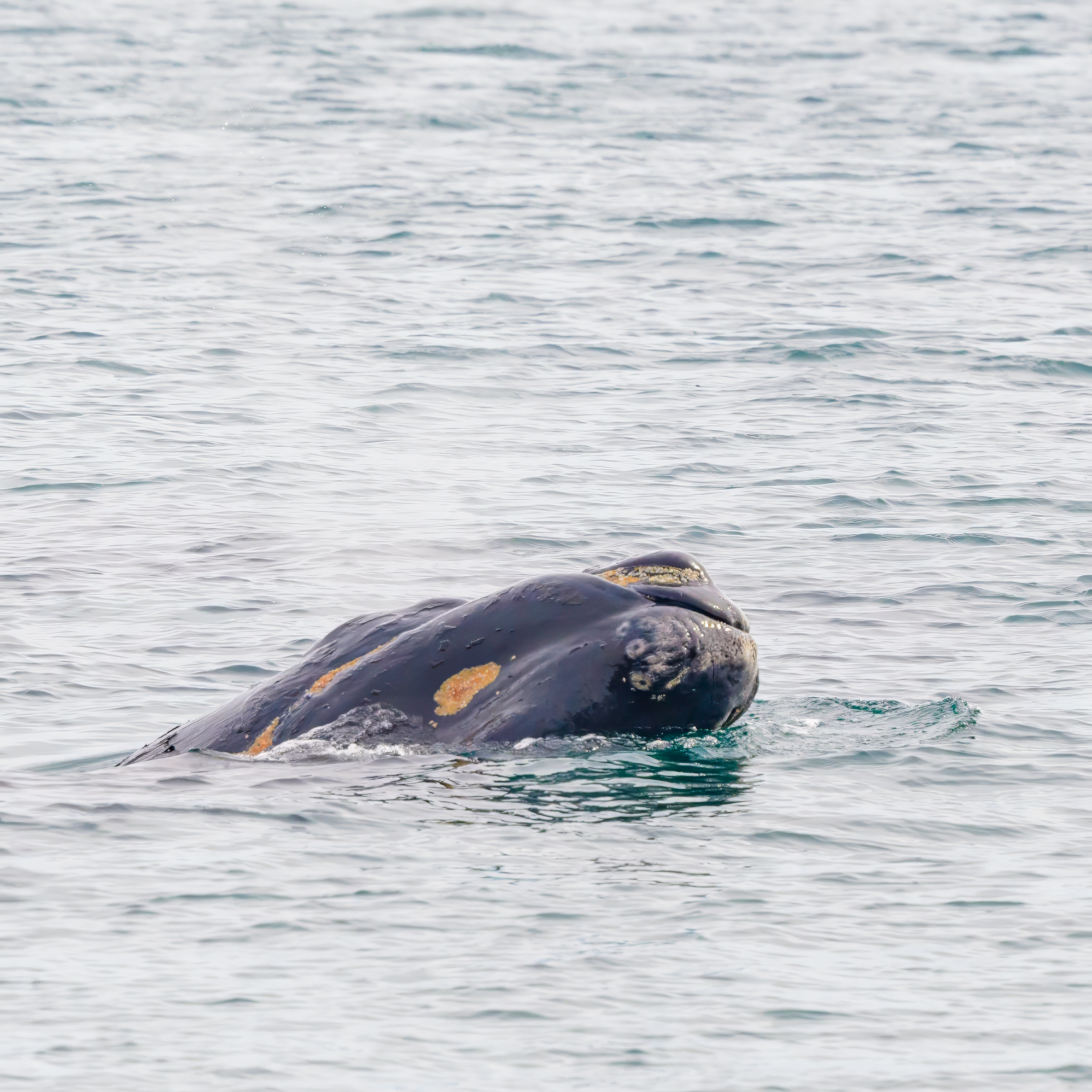 Ballena Franca Austral. Avesdevaldivia