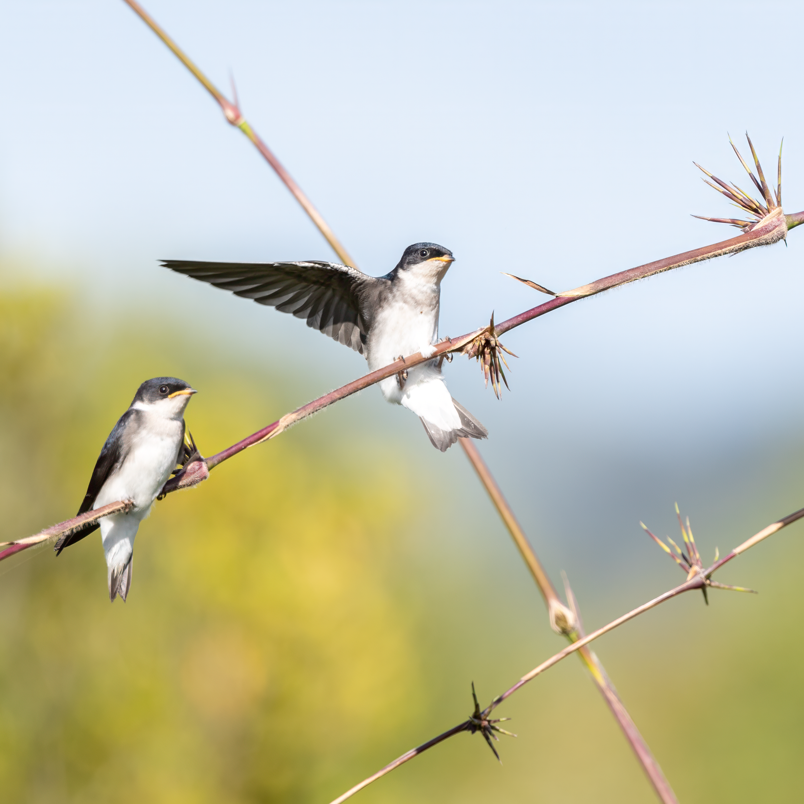 Golondrina Chilena. Avesdevaldivia