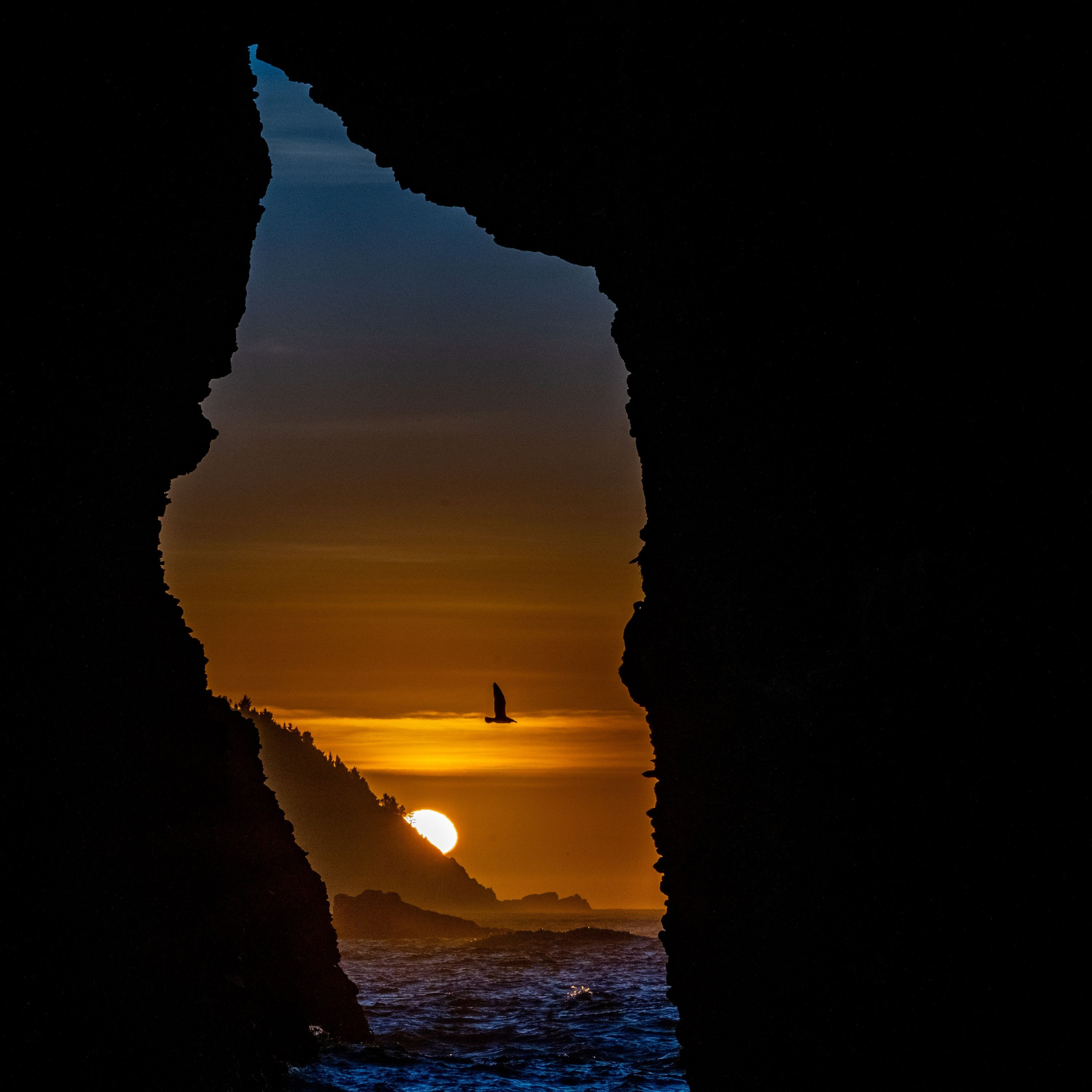 Costa Valdiviana. Avesdevaldivia
