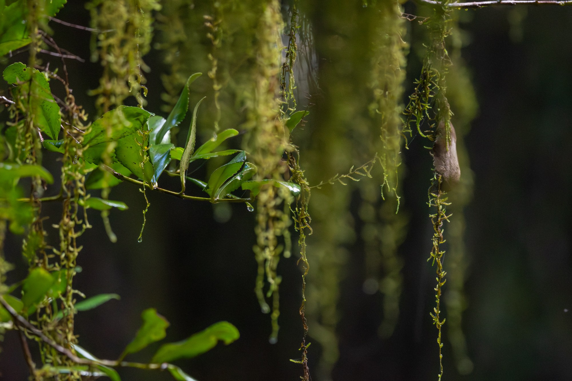 Bosques. Avesdevaldivia