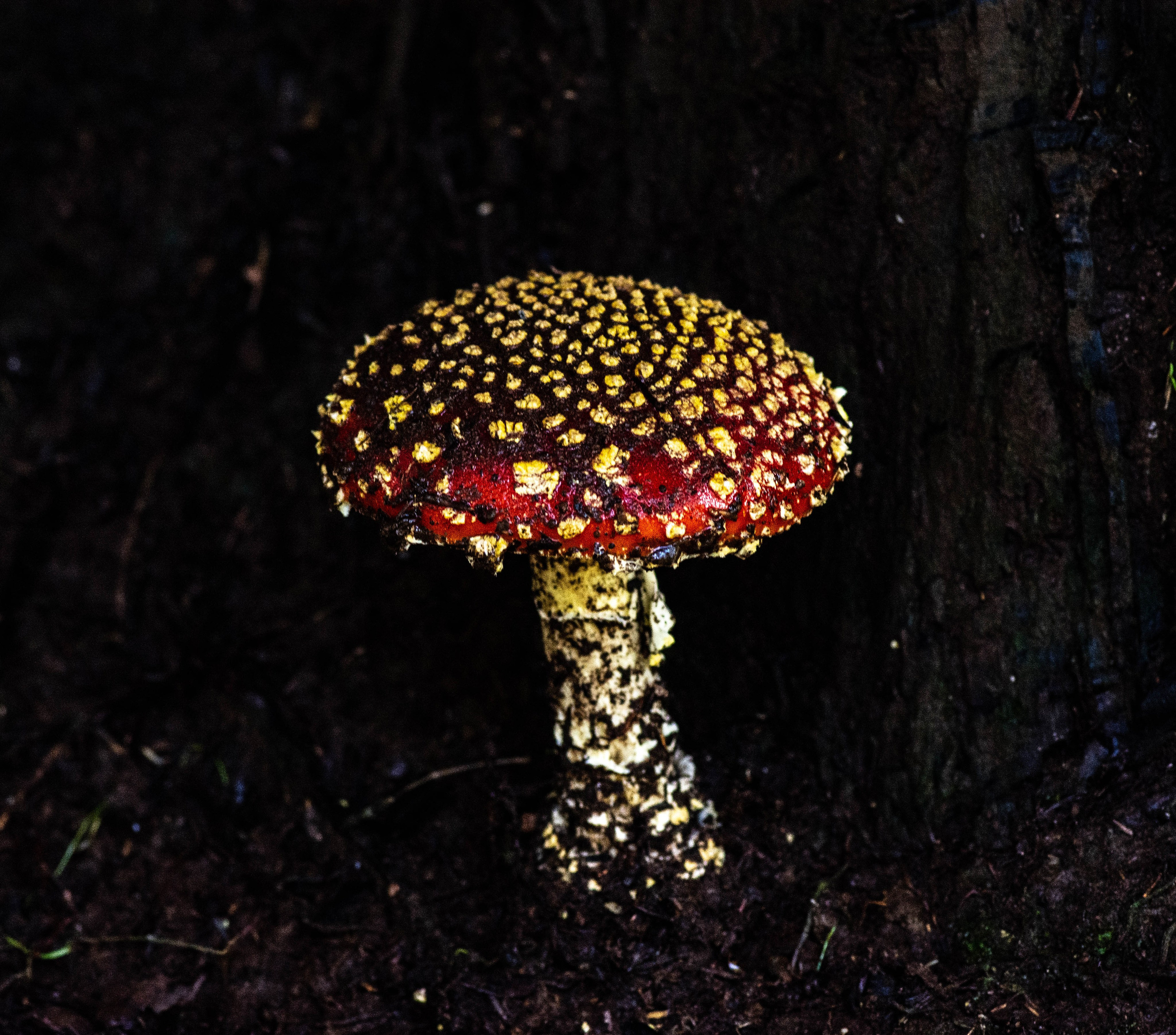 Amanita muscaria. Avesdevaldivia