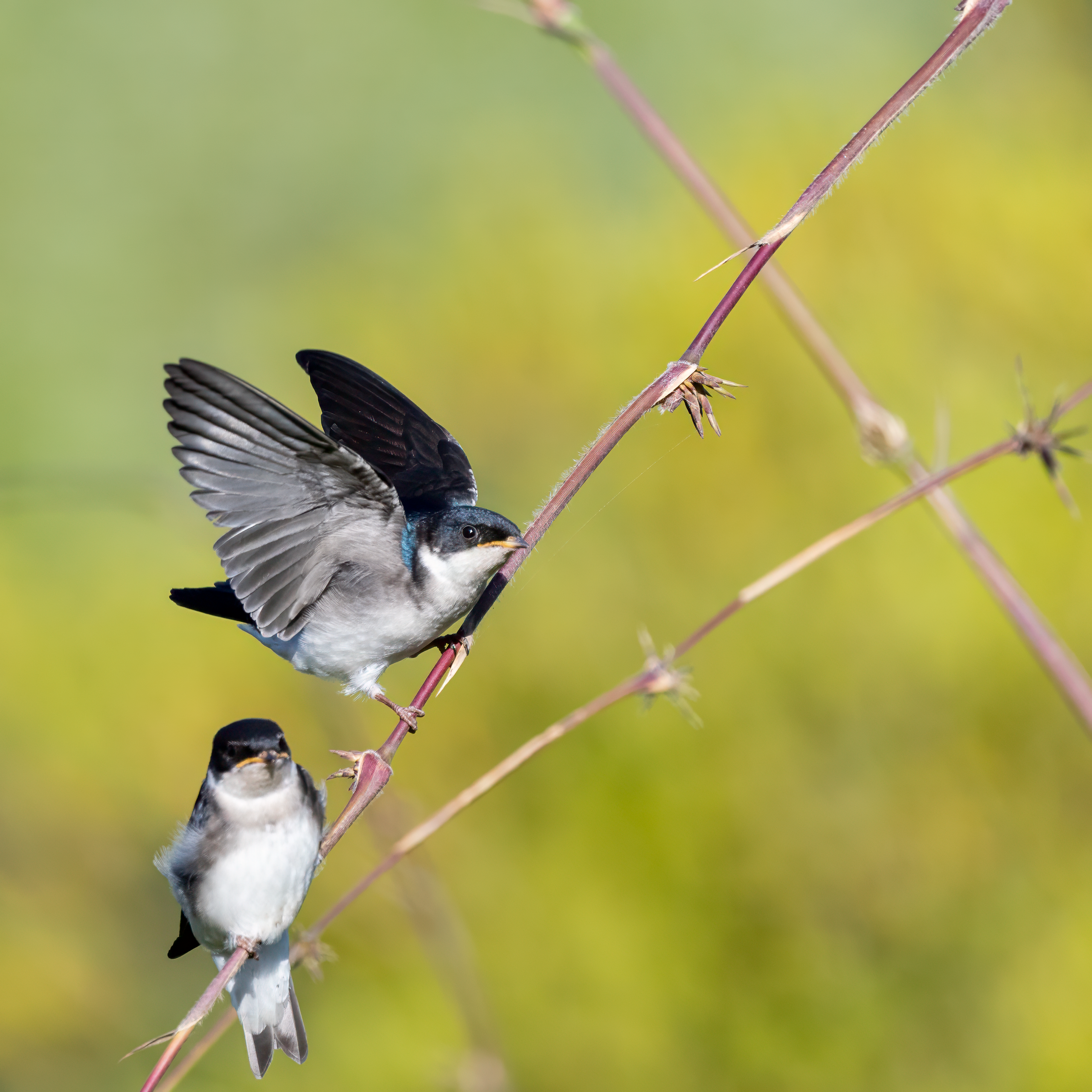 Golondrina Chilena. Avesdevaldivia