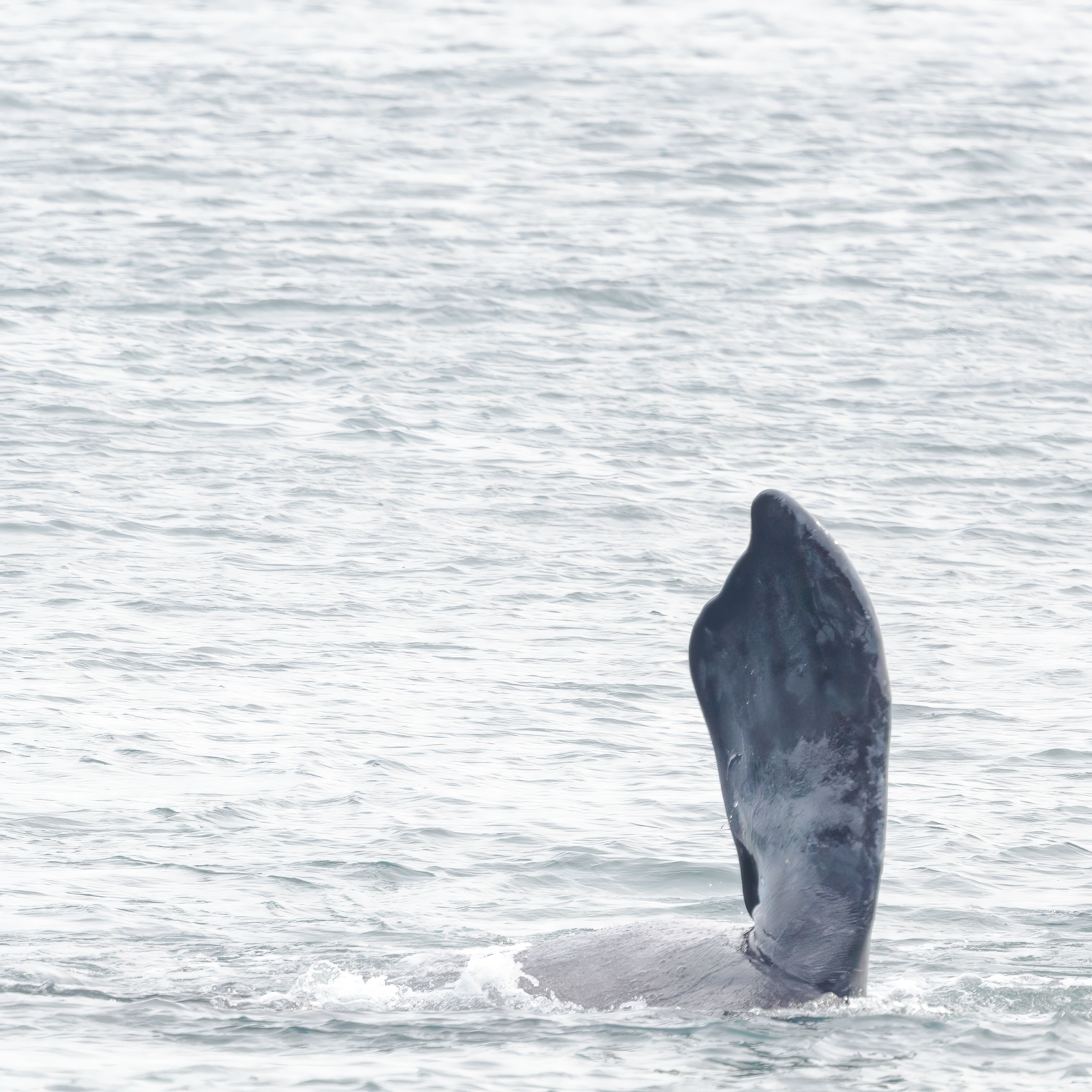 Ballena Franca Austral. Avesdevaldivia