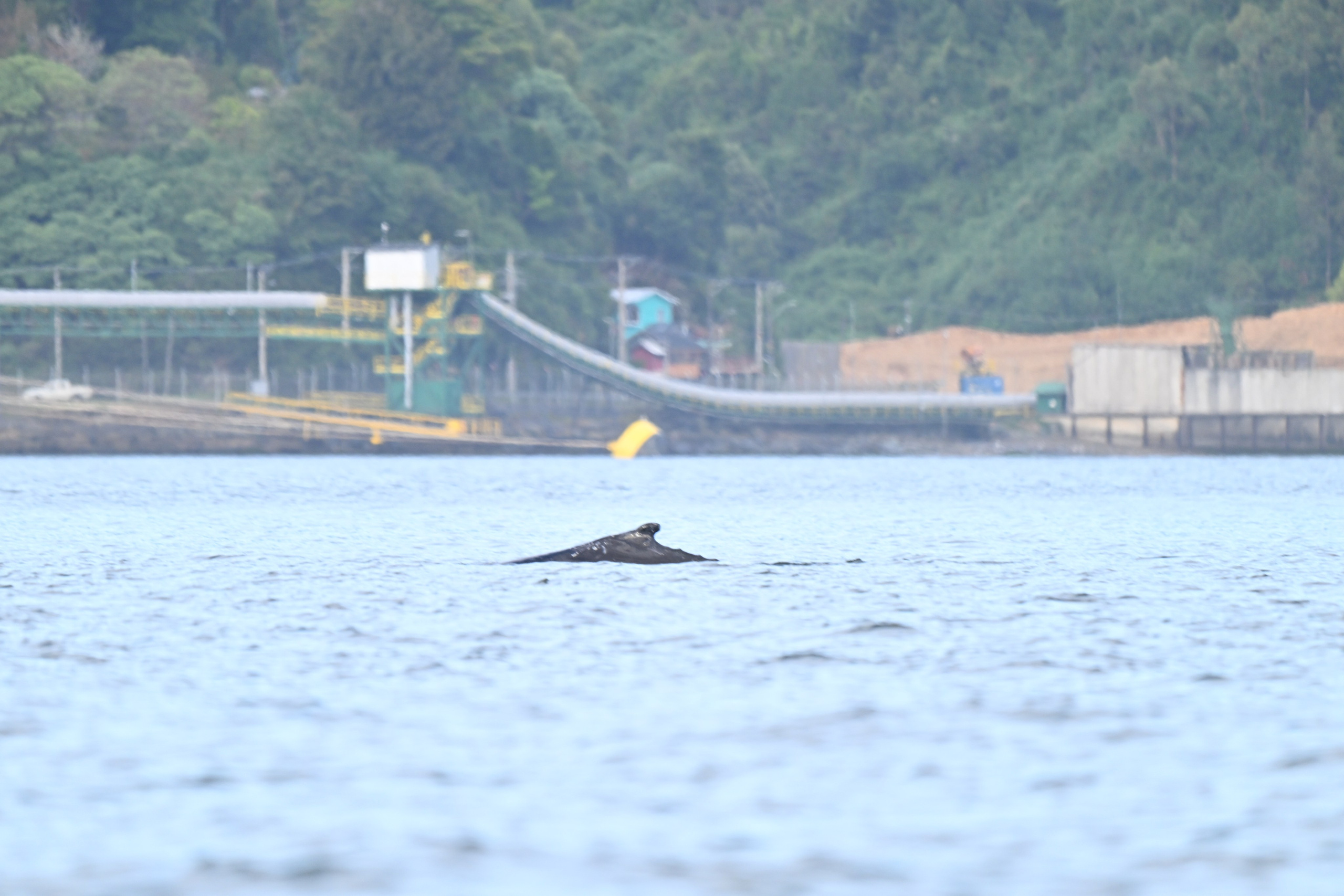 Ballena Jorobada. Avesdevaldivia