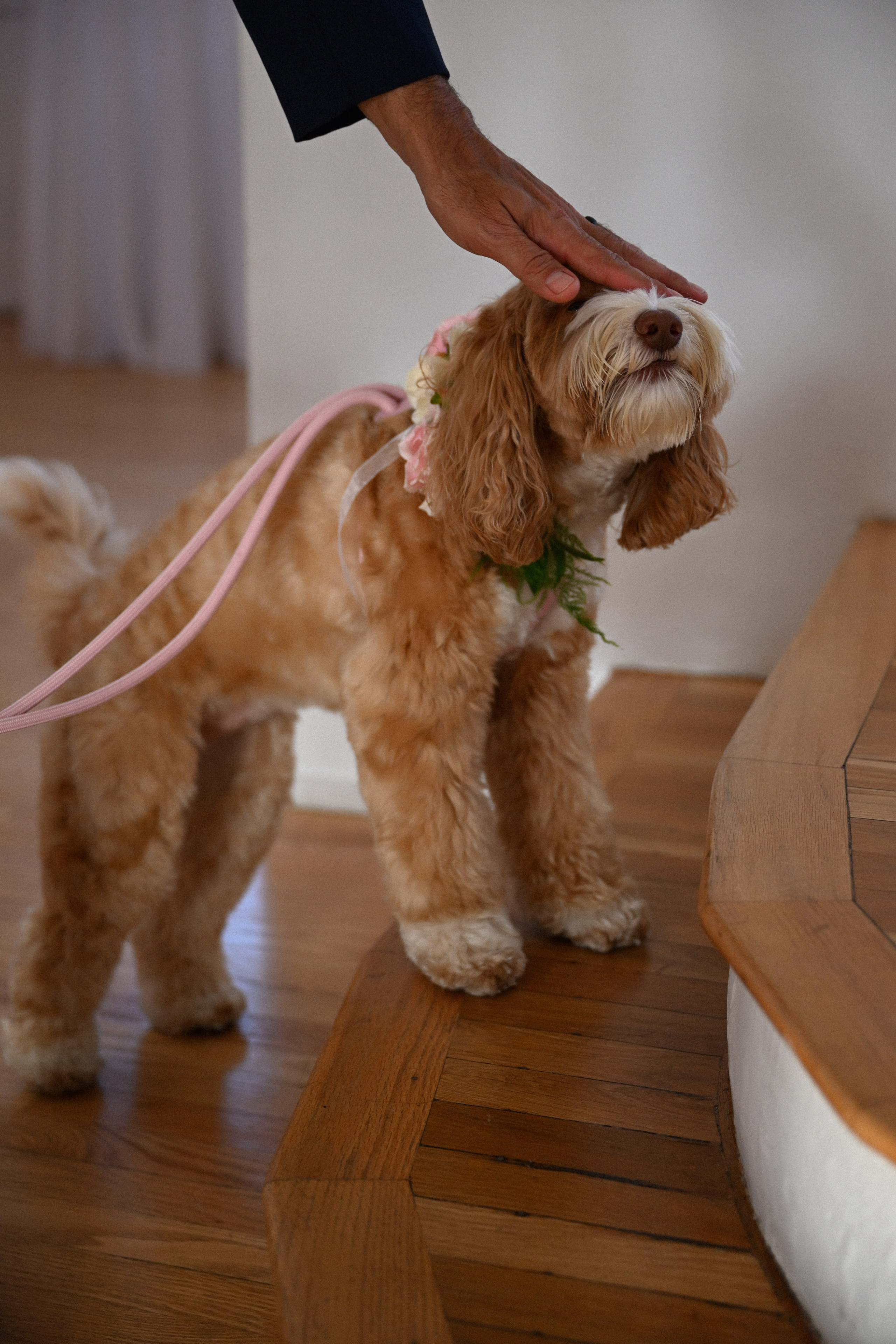 a dog with a pink leash on it's neck