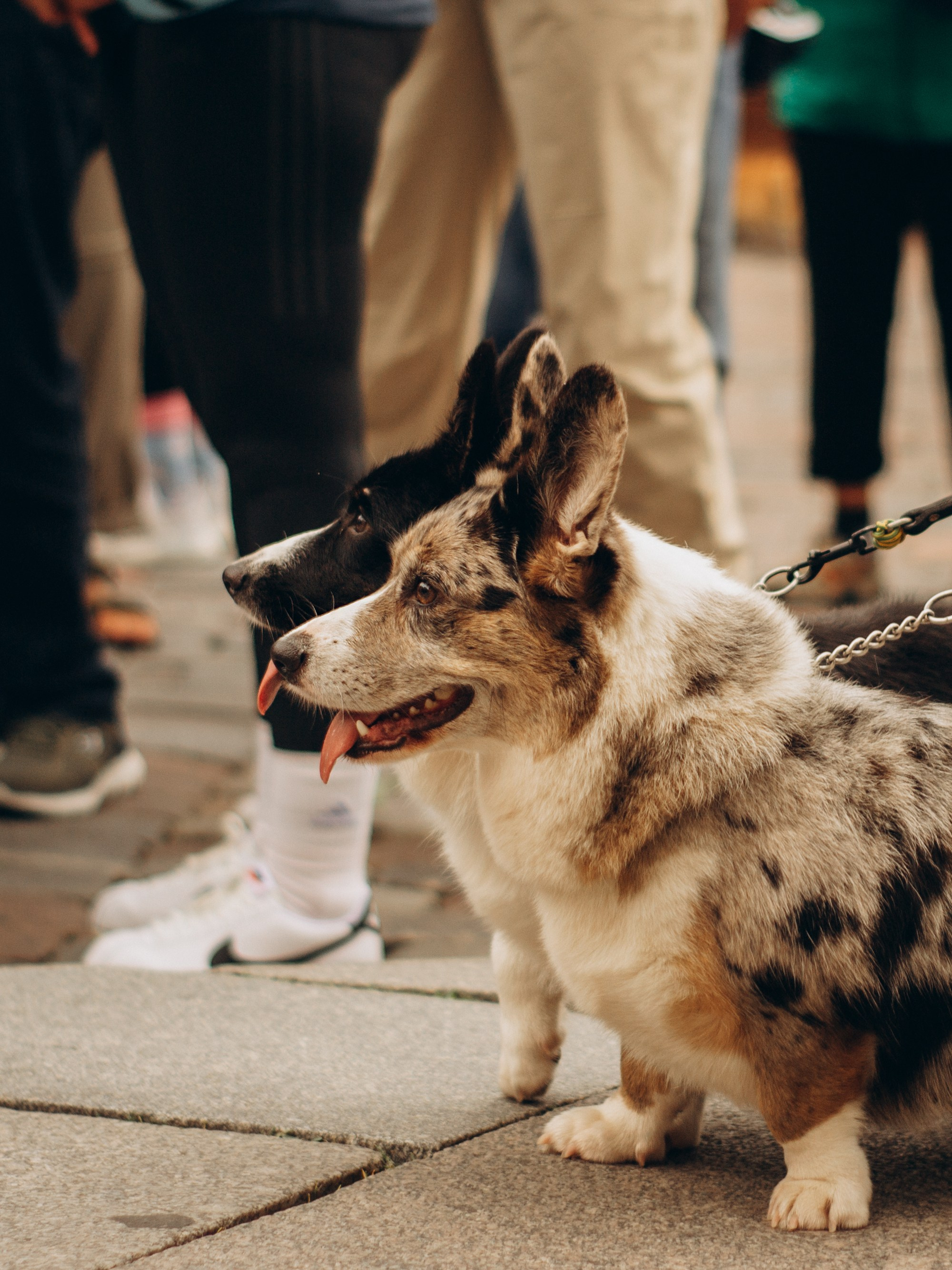 Corgi party, september. Kat Laisaar — Pet photographer in Tallinn