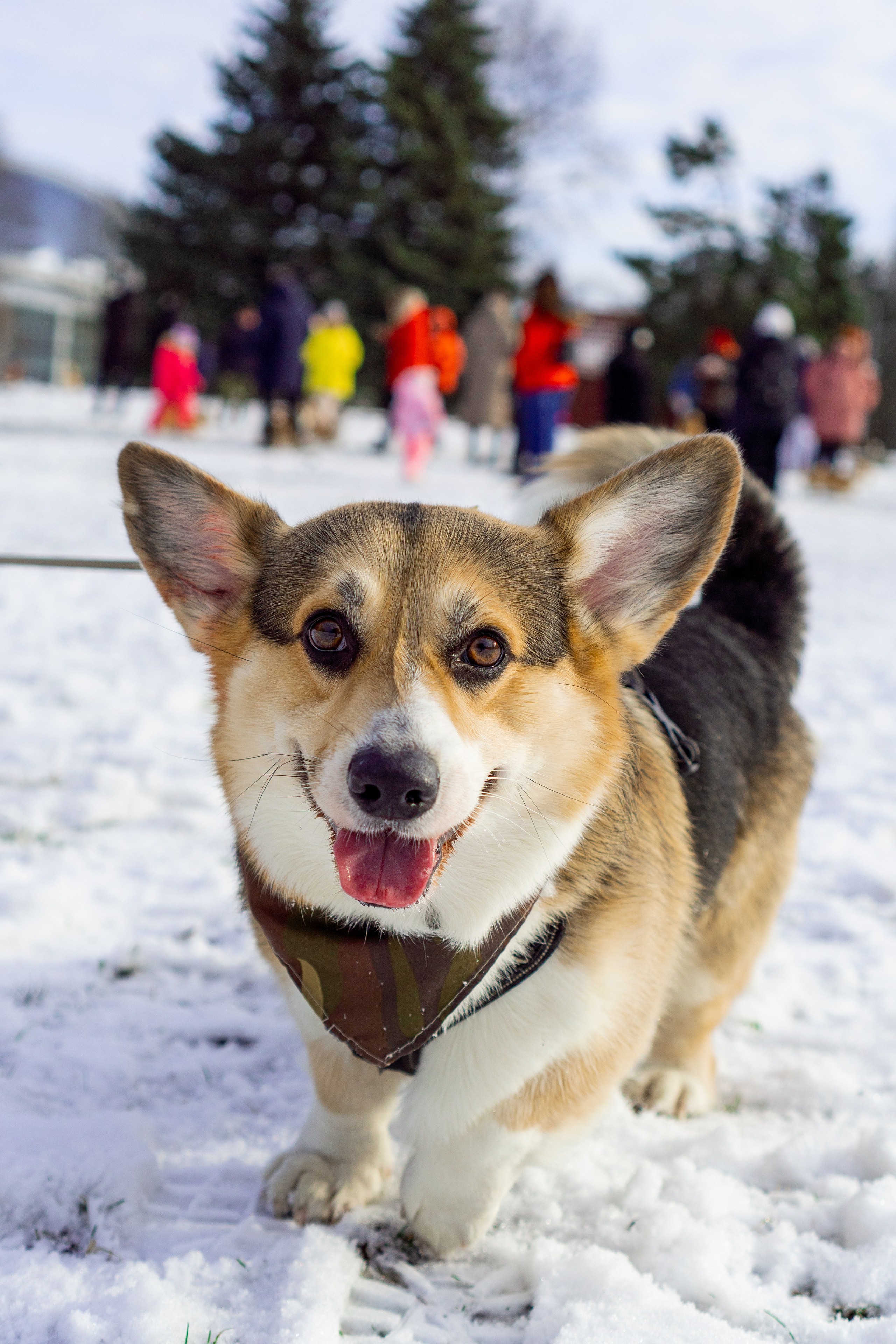Corgi party, 23 feb. 2025. Kat Laisaar — Pet photographer in Tallinn