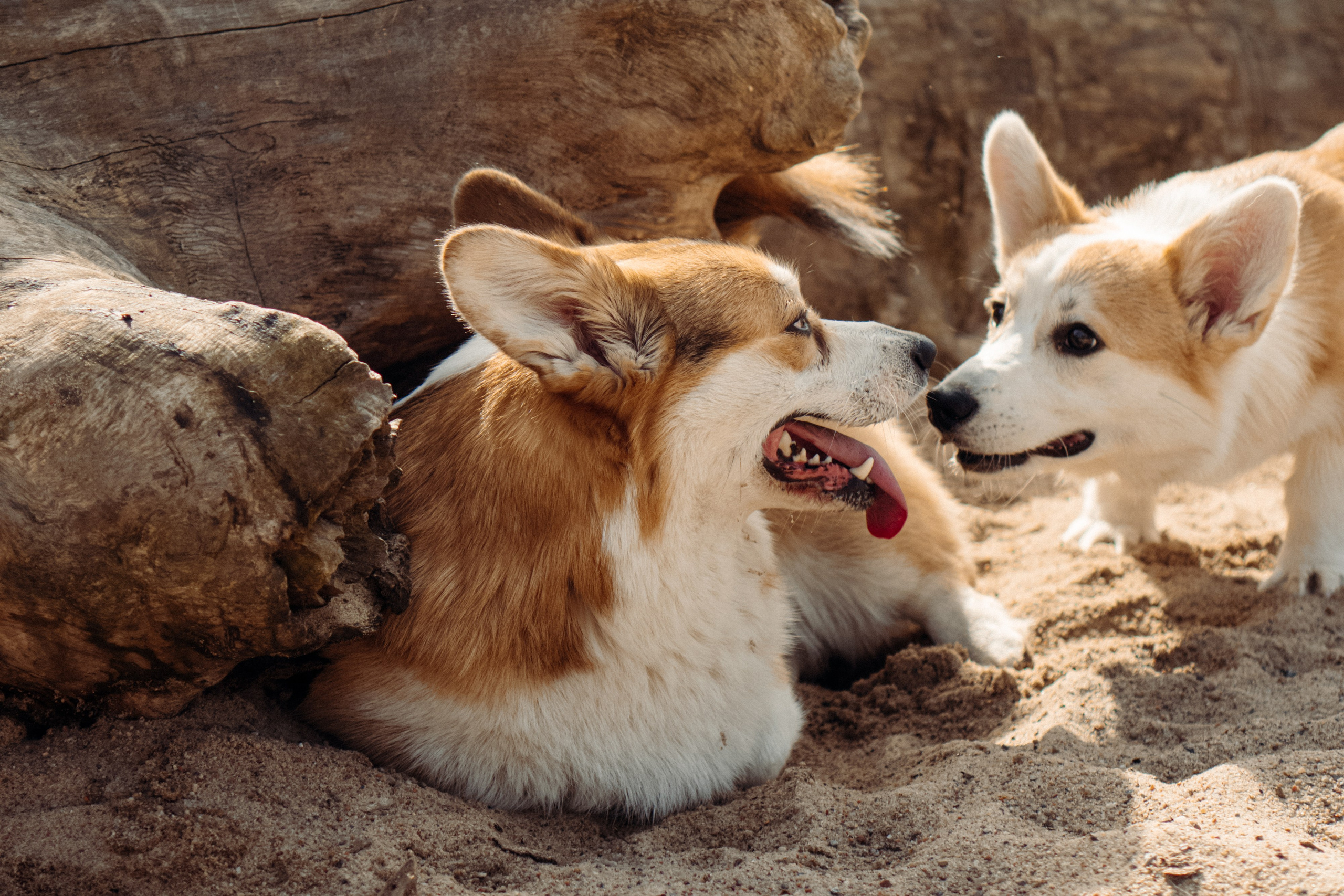 Corgi party, 18 apr. 2025. Kat Laisaar — Pet photographer in Tallinn
