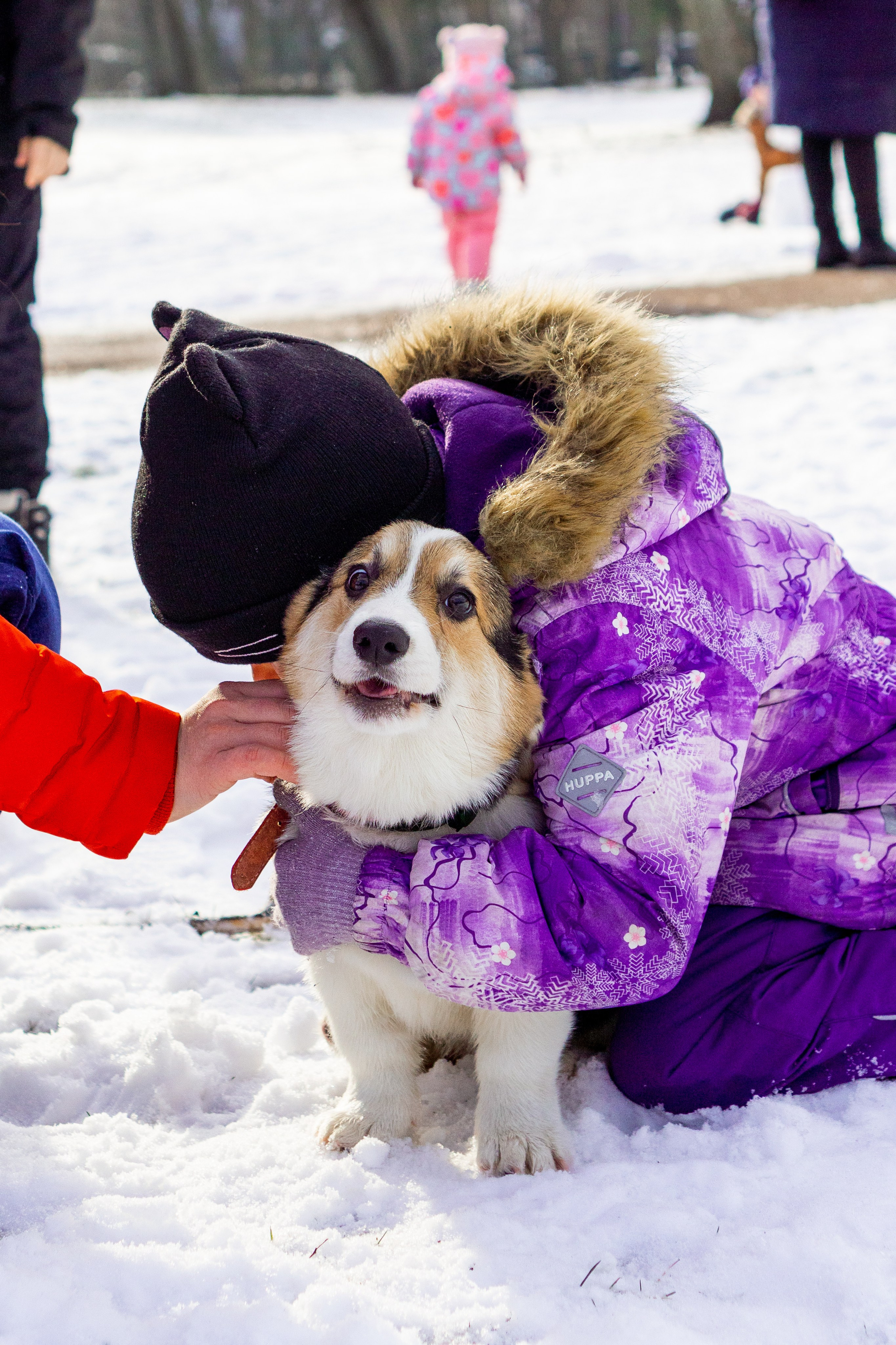Corgi party, 23 feb. 2025. Kat Laisaar — Pet photographer in Tallinn