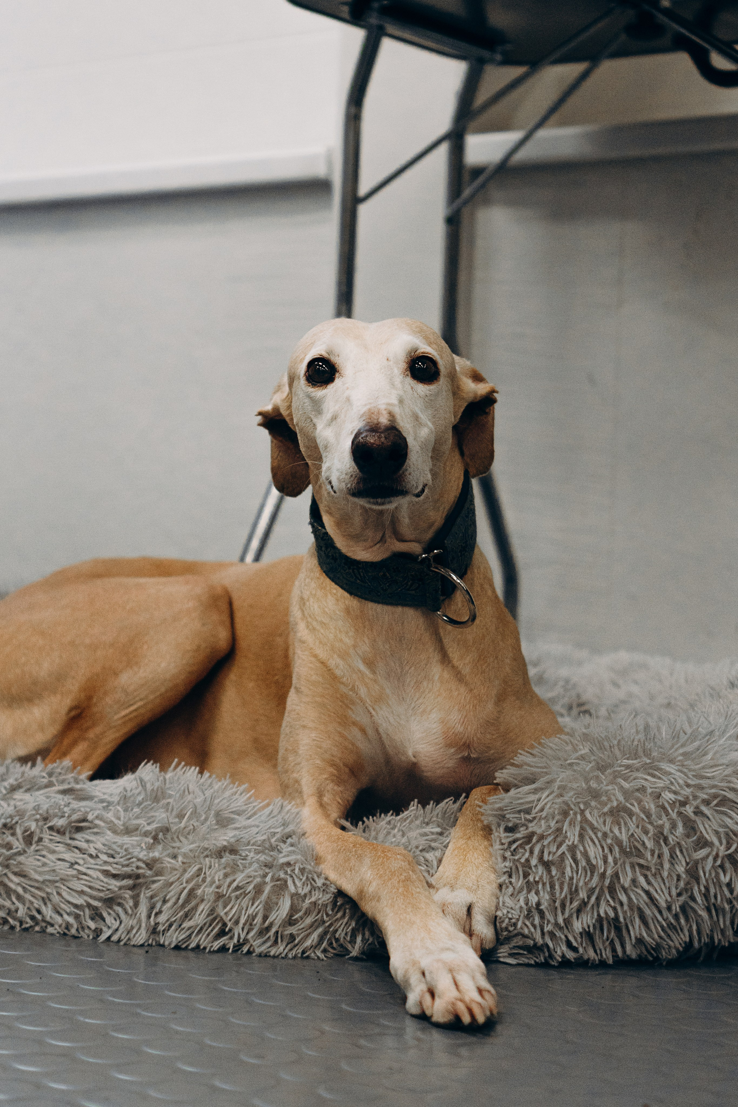 Galgotreff, 9 feb. 2025. Kat Laisaar — Pet photographer in Tallinn