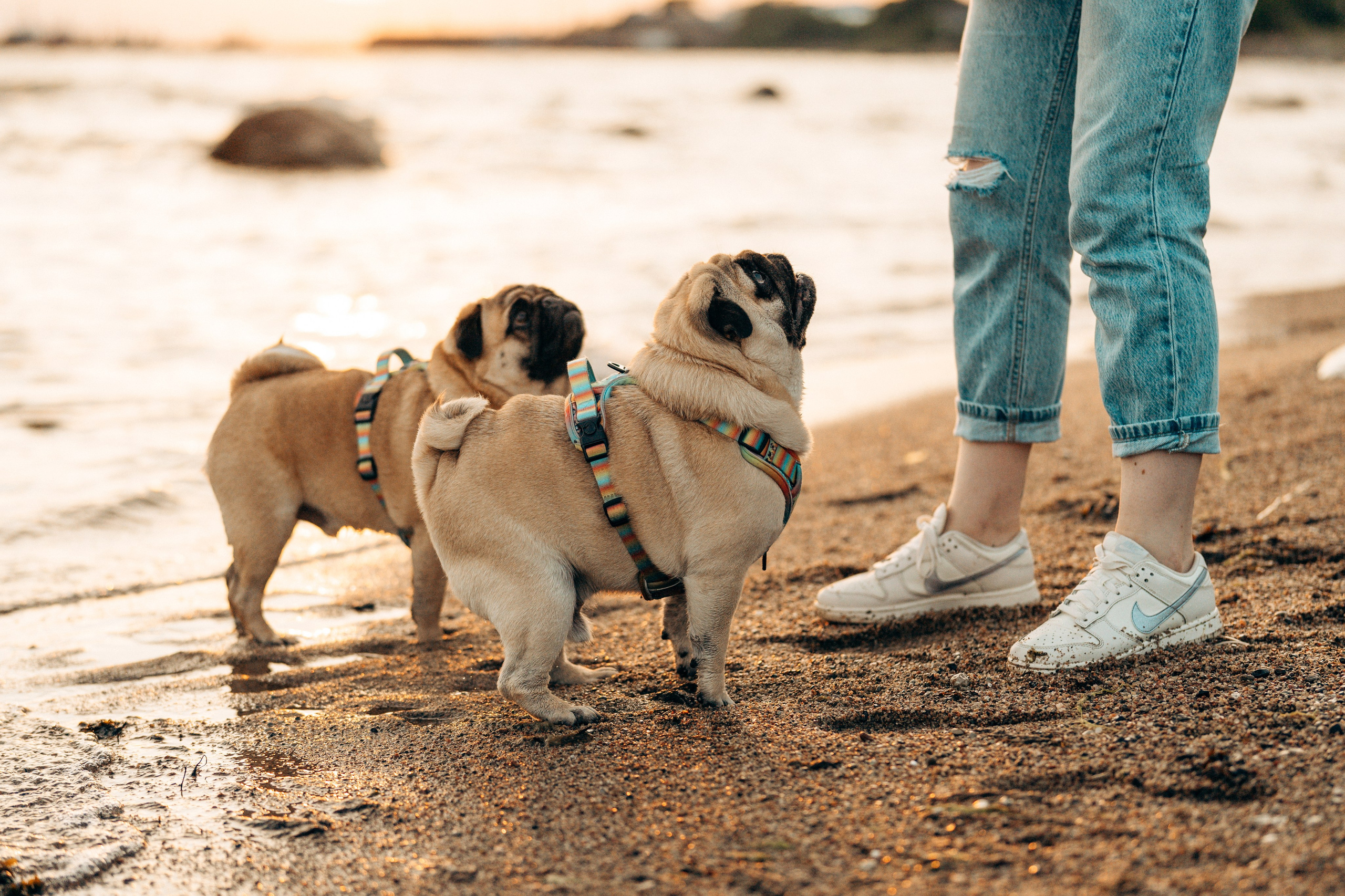 Frank, Tony, Katerina & Lev. Kat Laisaar — Pet photographer in Tallinn