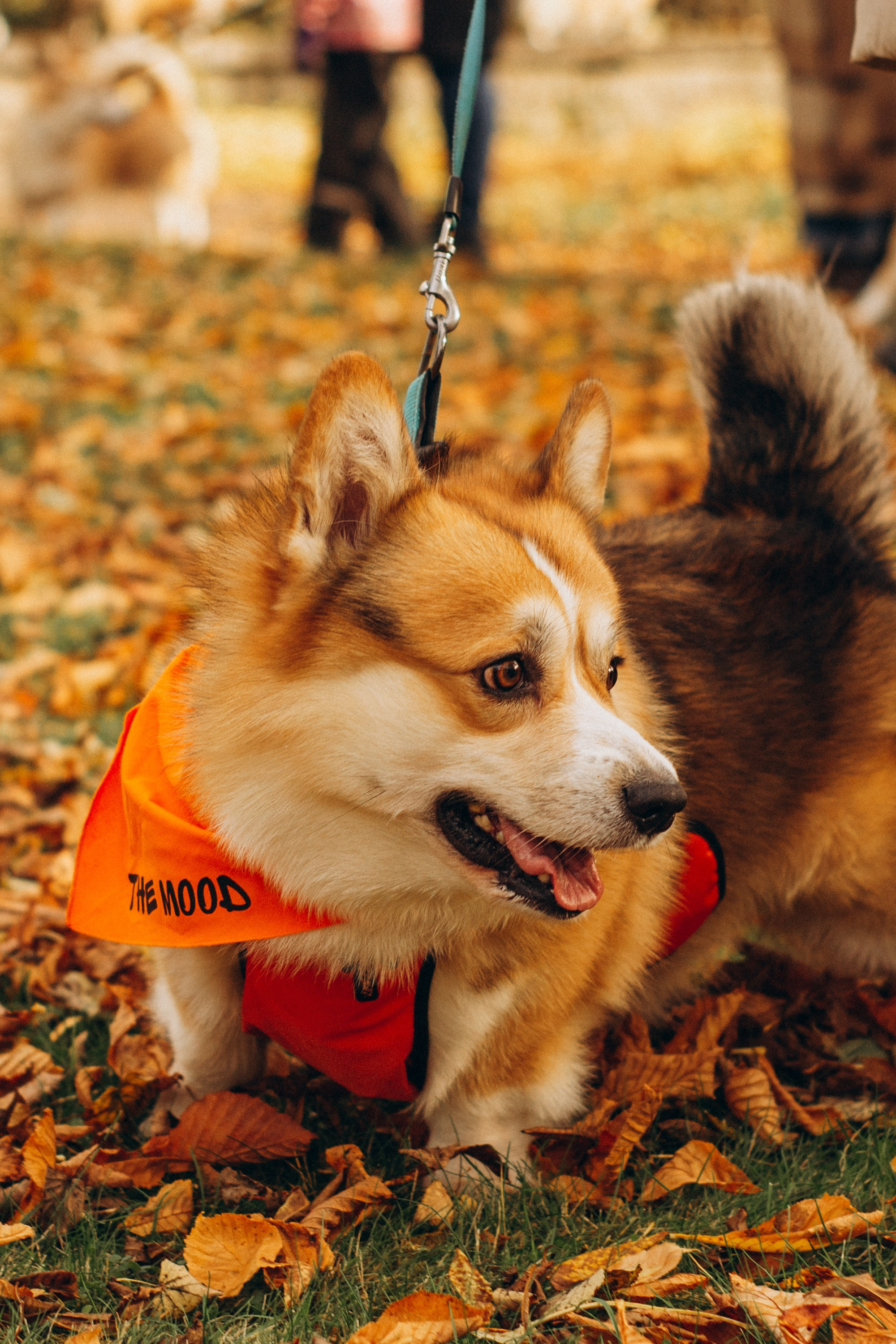 Corgi party, october. Kat Laisaar — Pet photographer in Tallinn